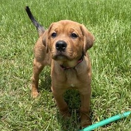 Enlarge Daisy, an adopted mixed breed in North Bergen, NJ image 2/6