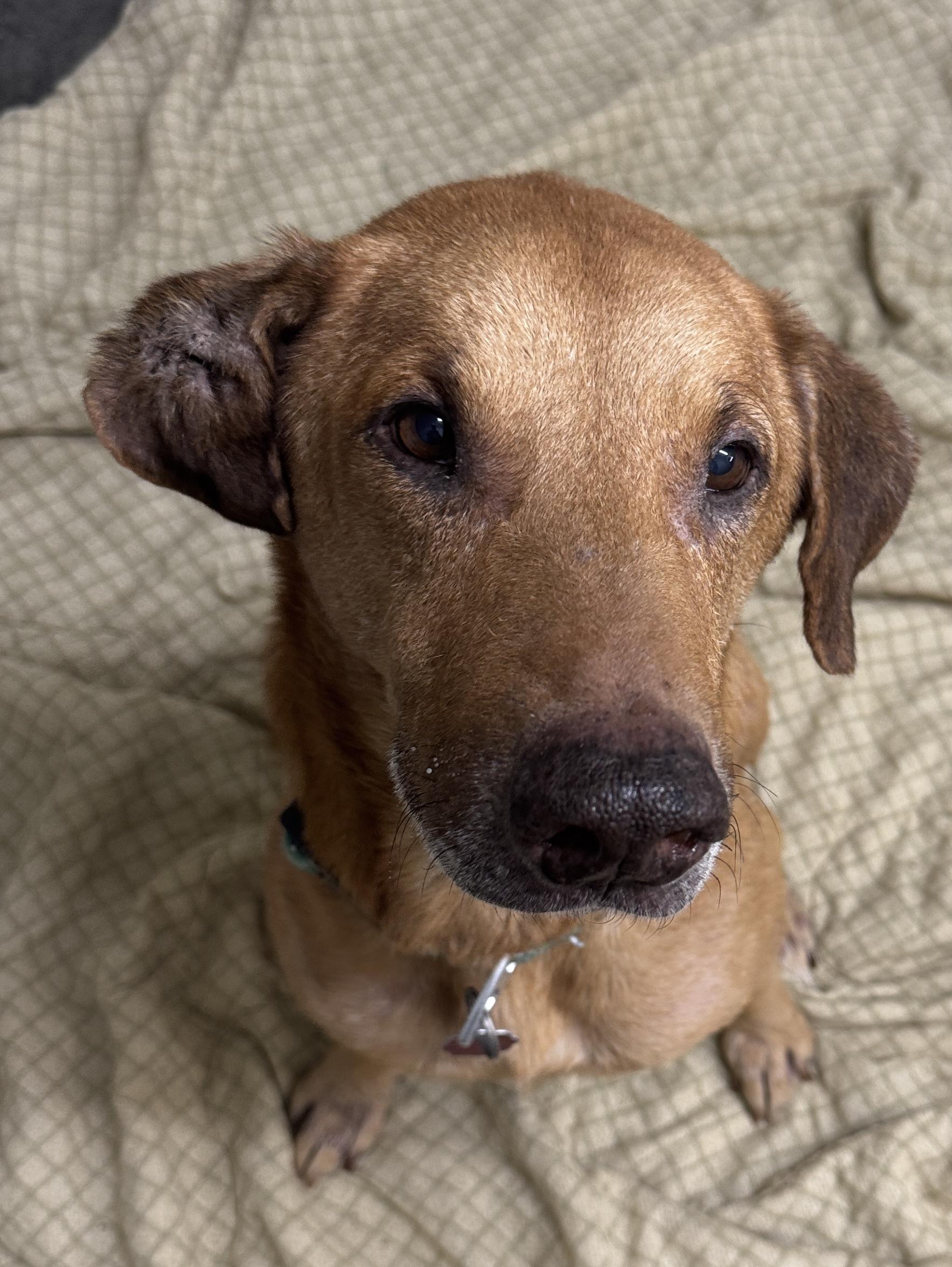 Zook, a Adoptable mixed breed in Rogersville, TN image 2/6