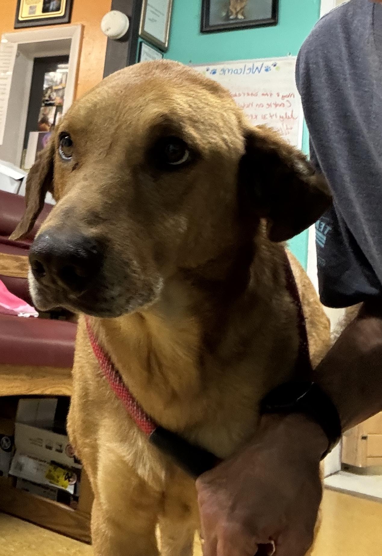 Zook, a Adoptable mixed breed in Rogersville, TN image 3/6