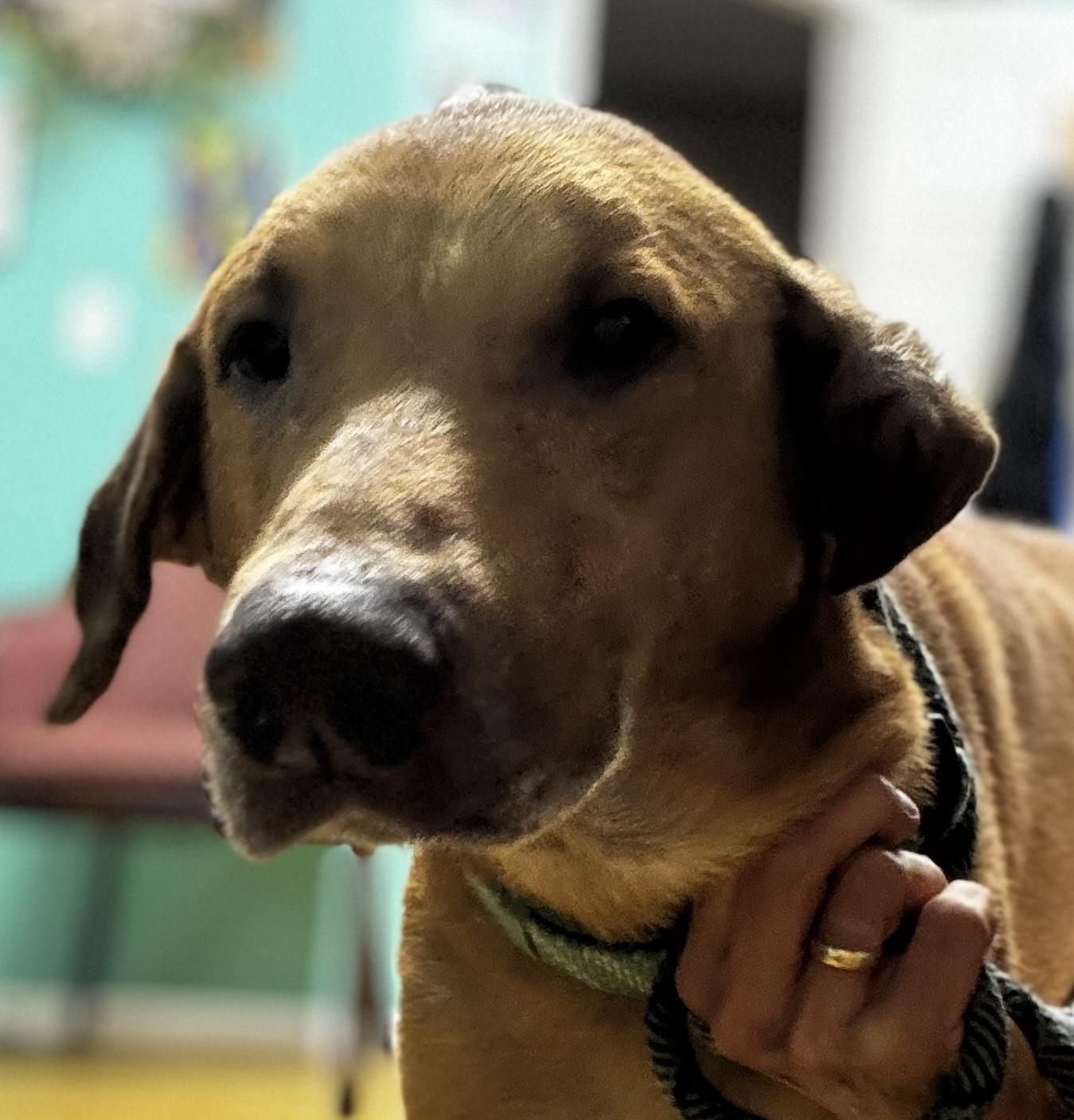 Zook, a Adoptable mixed breed in Rogersville, TN image 4/6