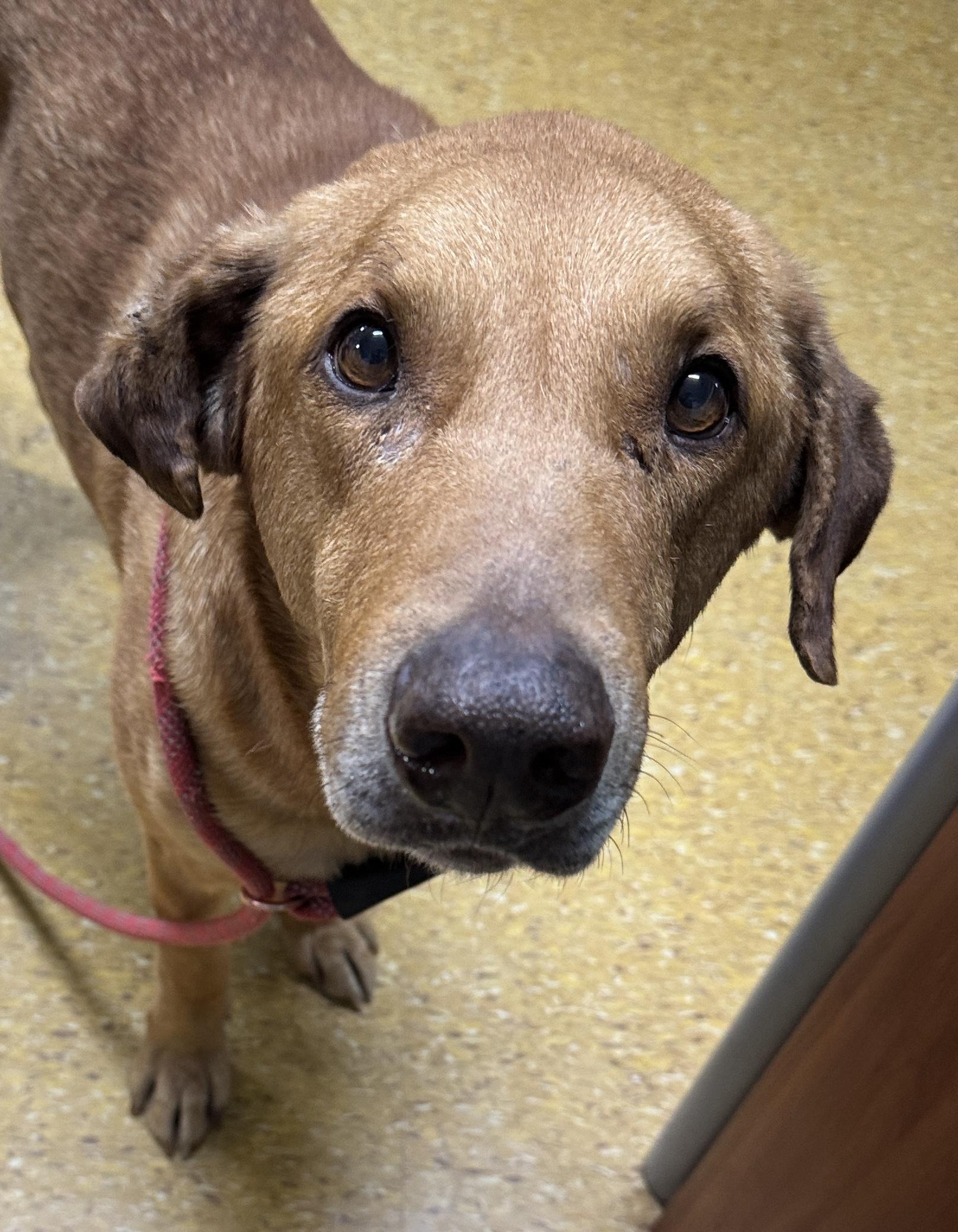 Zook, a Adoptable mixed breed in Rogersville, TN image 5/6