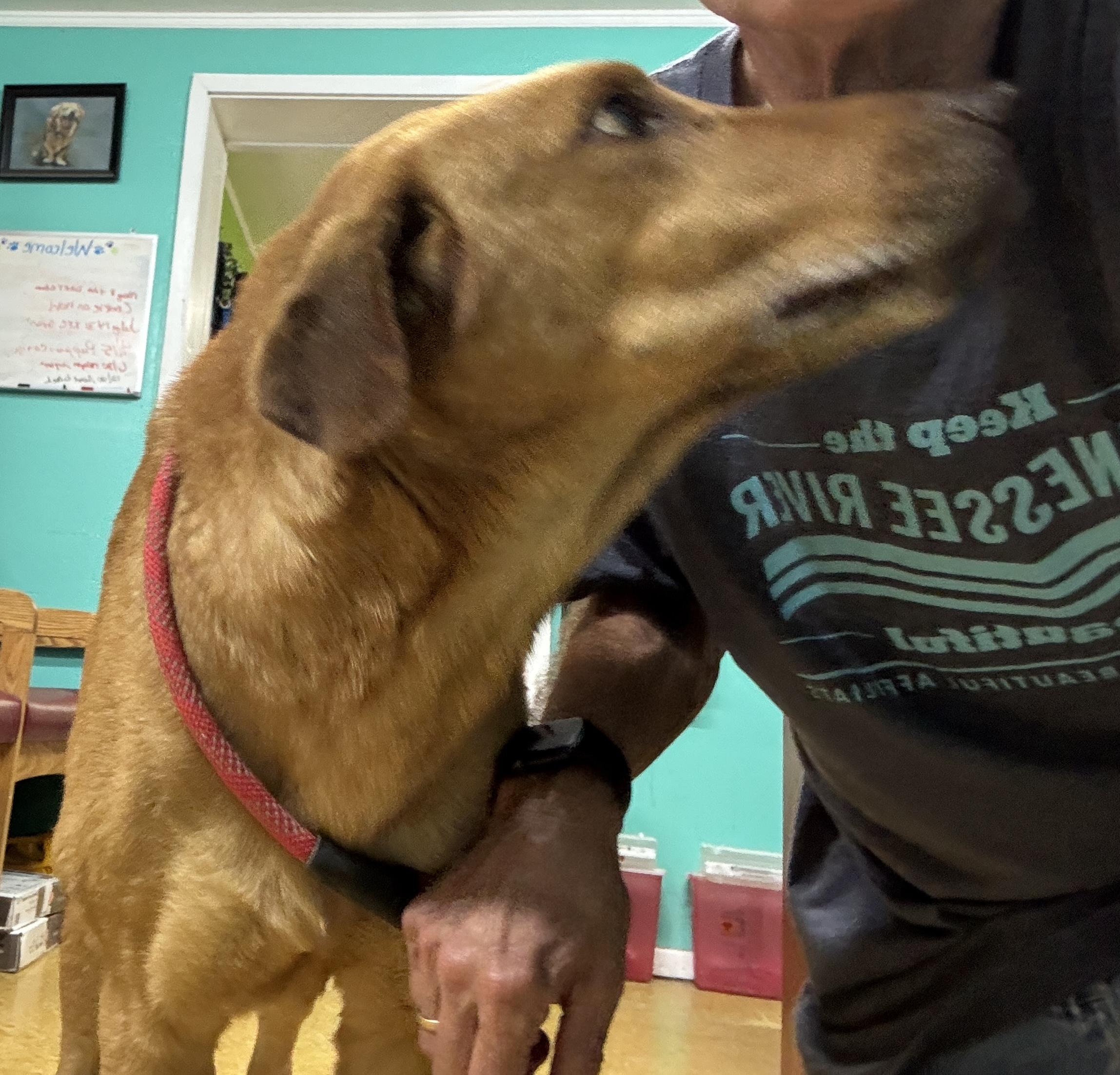 Zook, a Adoptable mixed breed in Rogersville, TN image 6/6