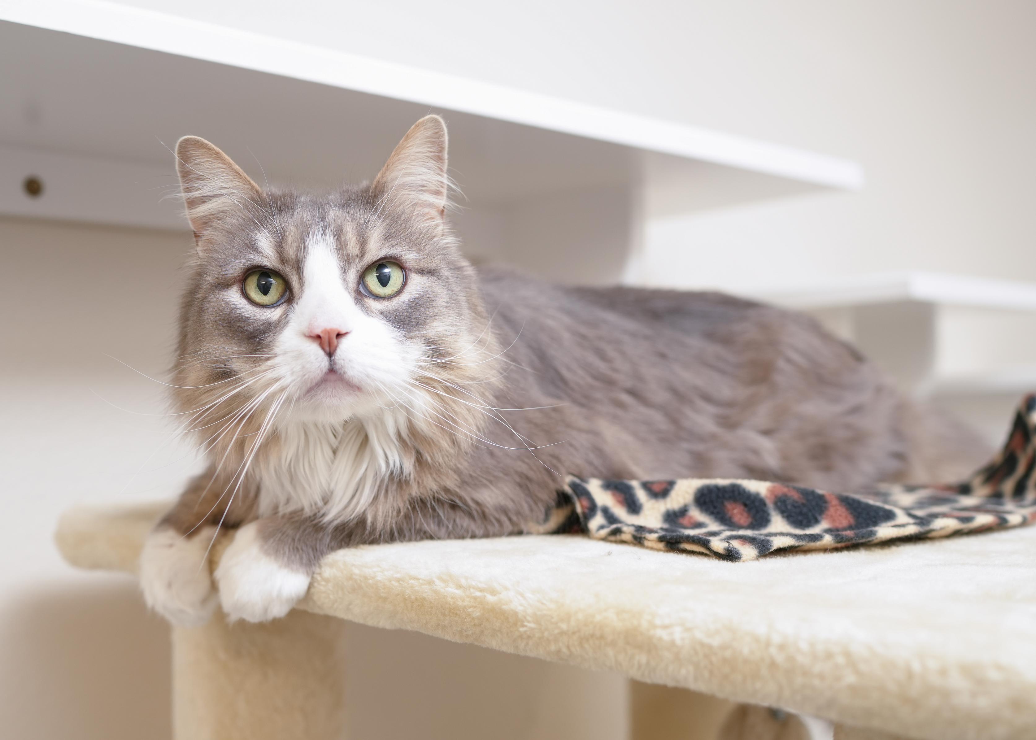 Oscar, a ADOPTABLE Domestic Long Hair in Boise, ID image 2/3