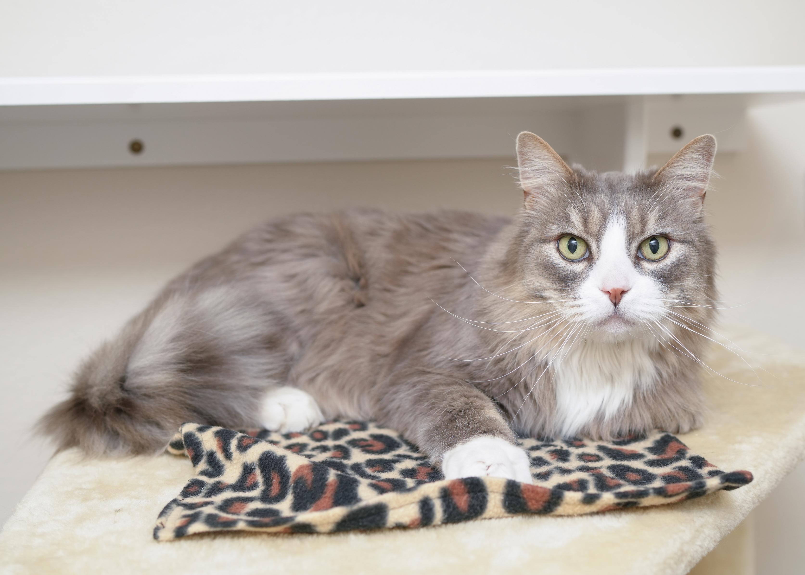 Oscar, a ADOPTABLE Domestic Long Hair in Boise, ID image 3/3