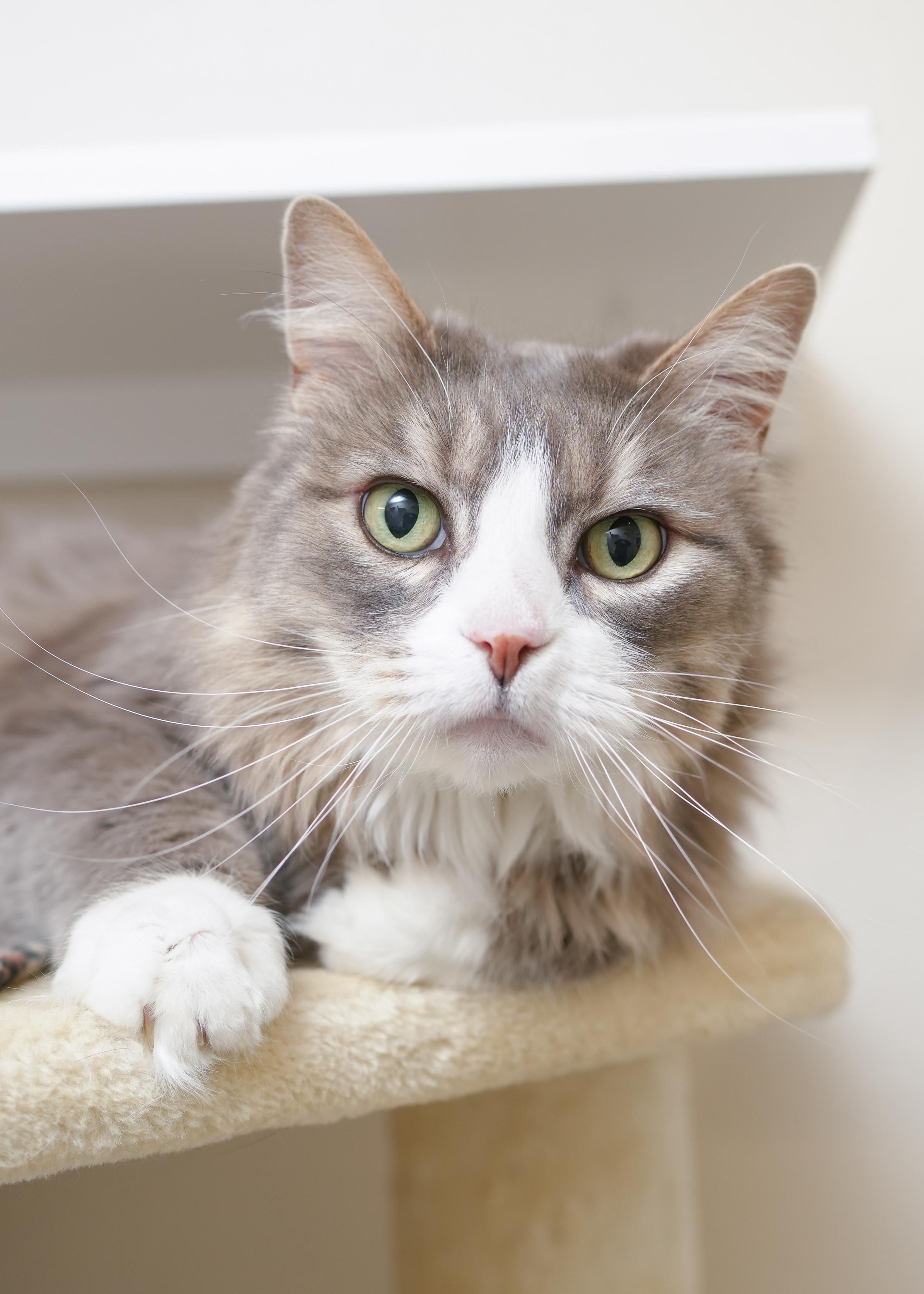 Oscar, a ADOPTABLE Domestic Long Hair in Boise, ID image 1/3