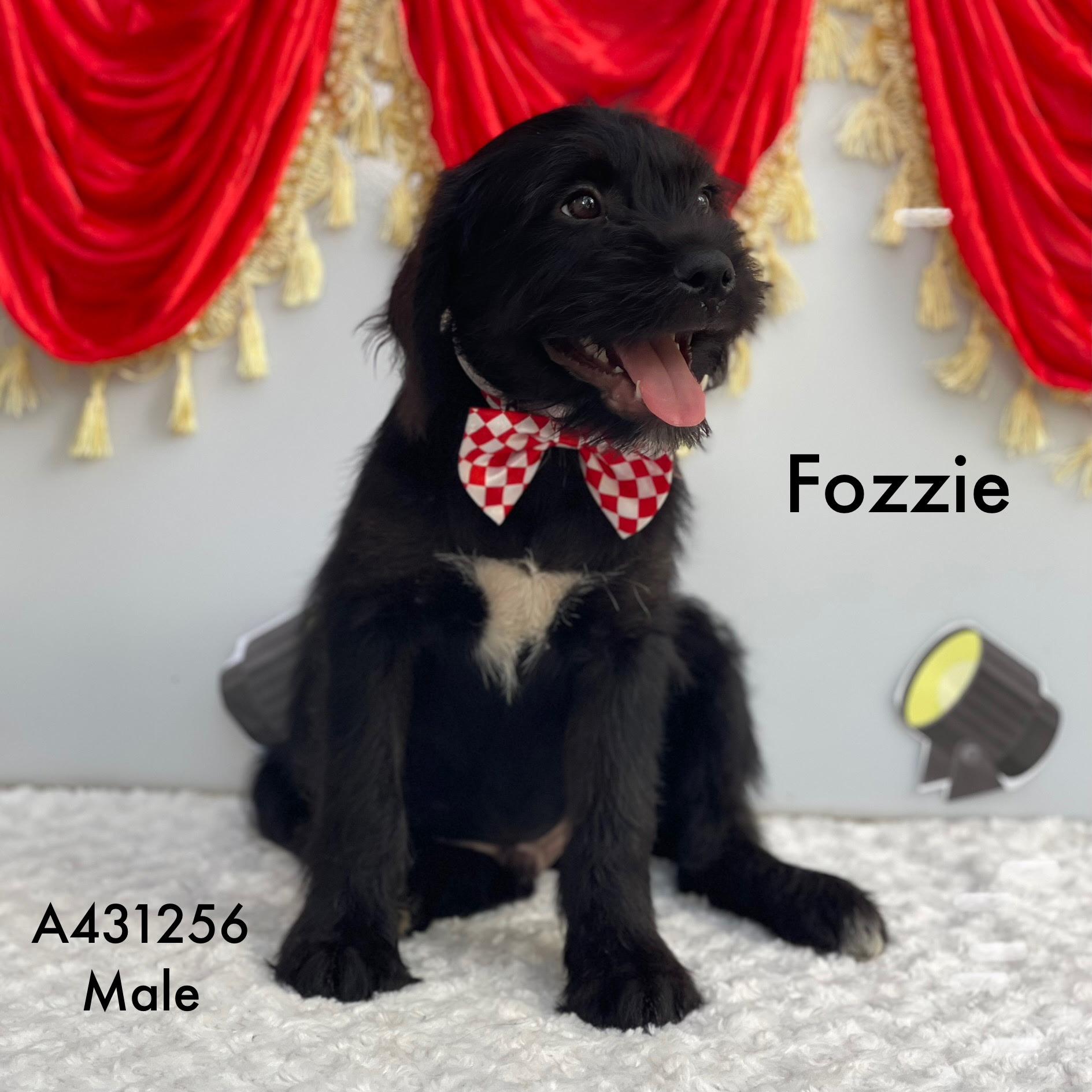Enlarge Muppet, a Adoptable mixed breed in Farmingville, NY image 3/4