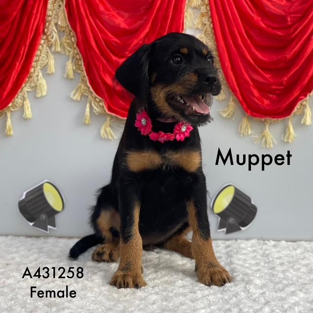Muppet, Adoptable, Puppy Female Schnauzer.