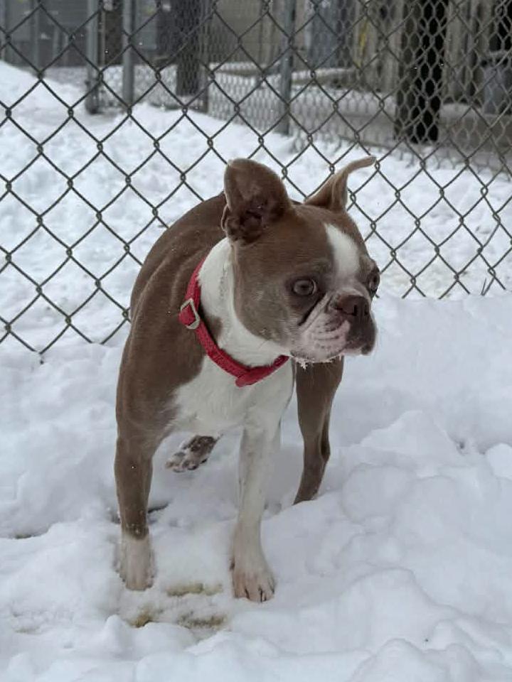 Anna , adoptable, Adult Female Boston Terrier.