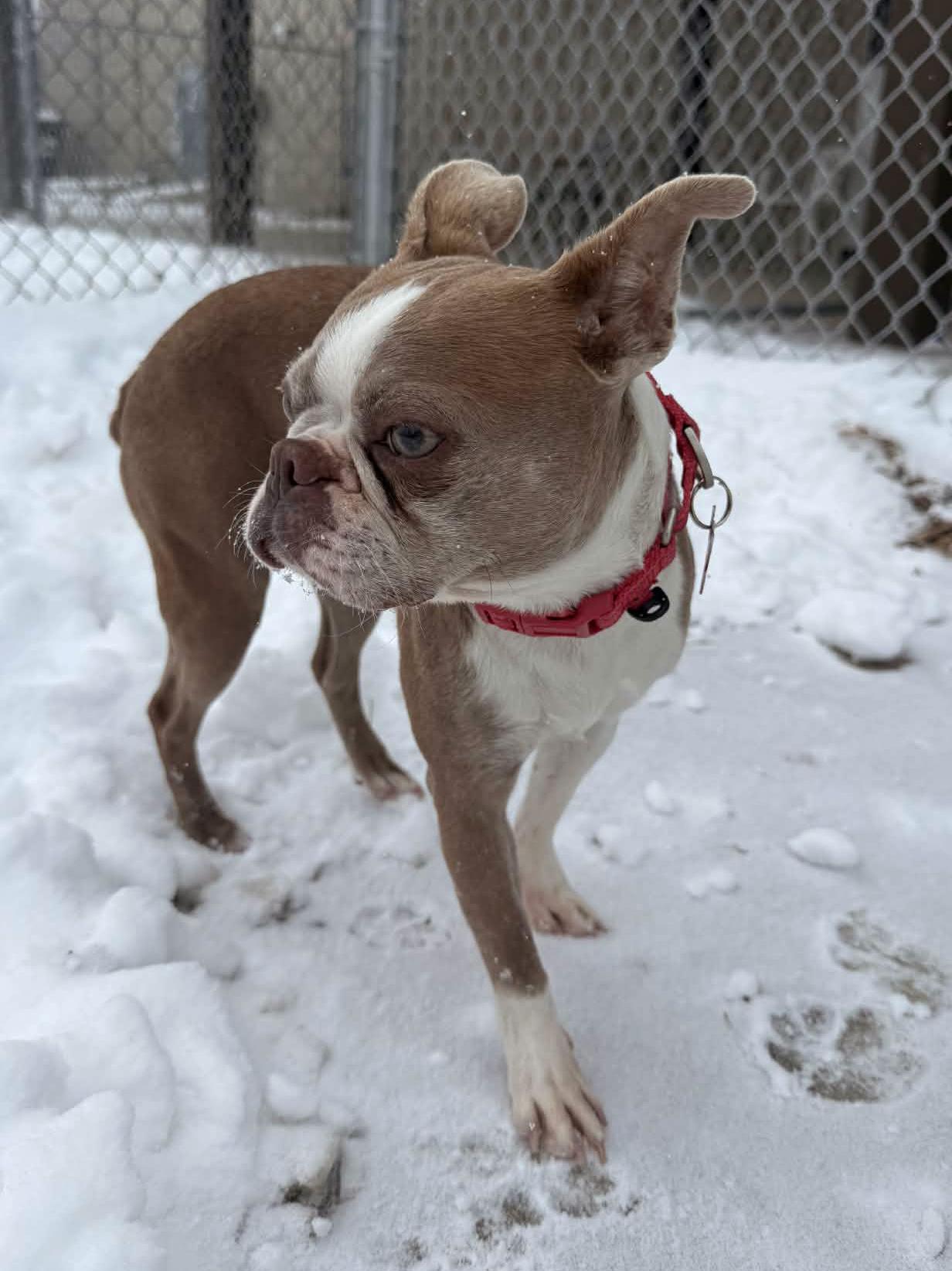 Enlarge Anna , an adoptable Boston Terrier in Onalaska, WI image 2/6