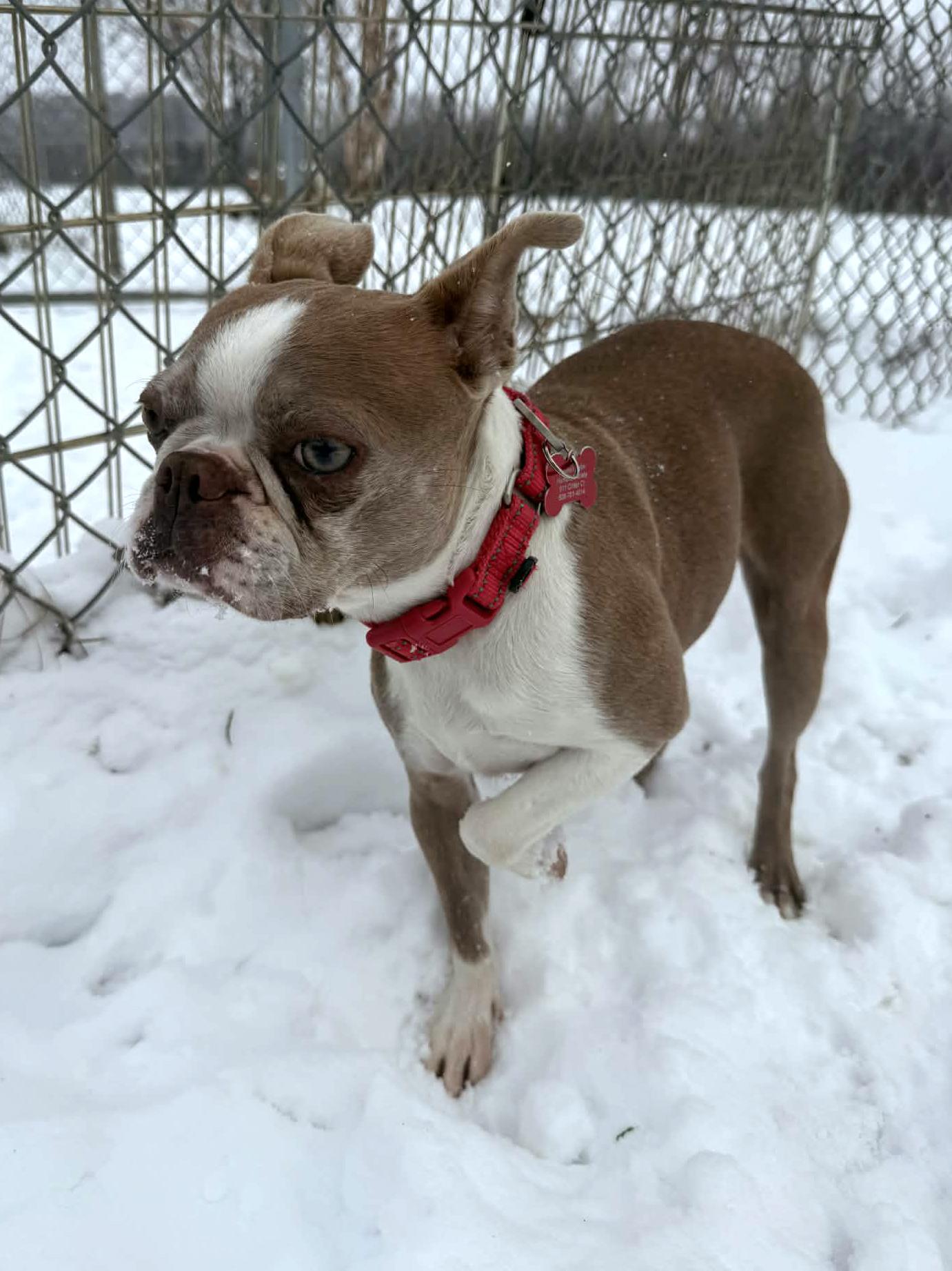 Enlarge Anna , an adoptable Boston Terrier in Onalaska, WI image 3/6