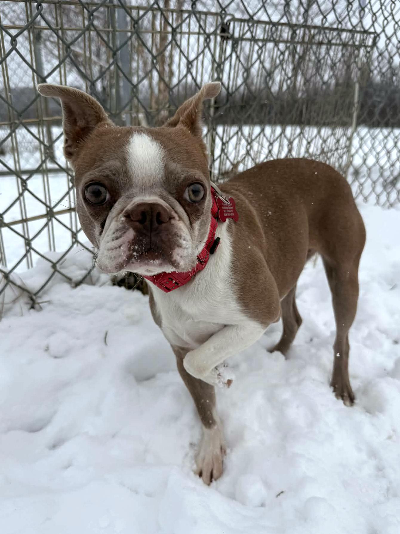 Enlarge Anna , an adoptable Boston Terrier in Onalaska, WI image 4/6