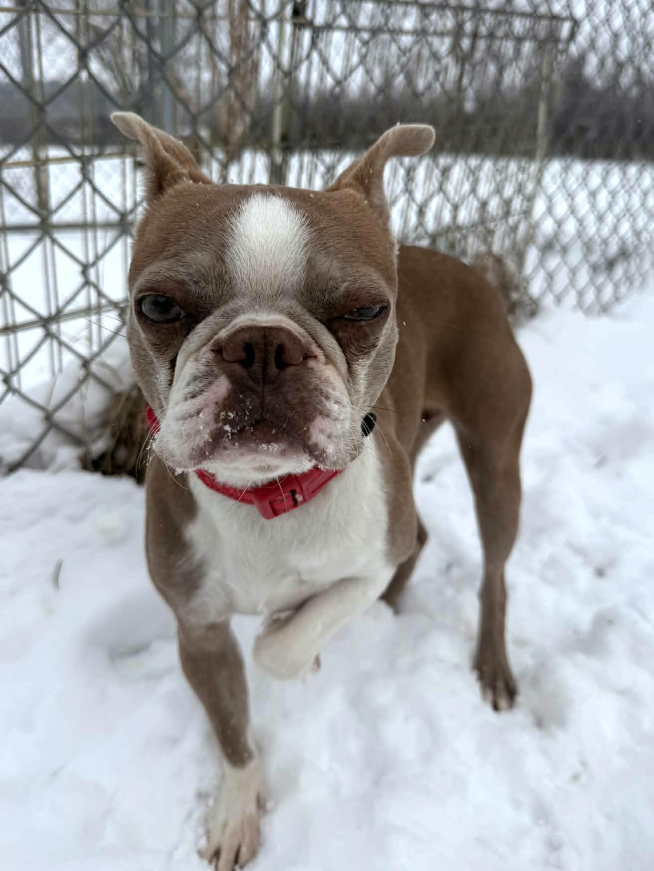 Enlarge Anna , an adoptable Boston Terrier in Onalaska, WI image 5/6