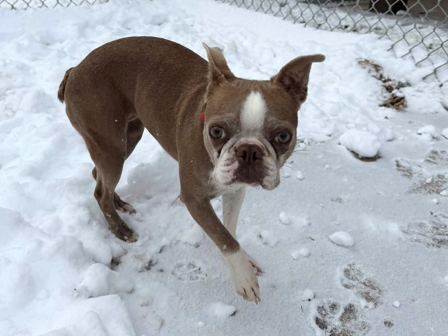 Enlarge Anna , an adoptable Boston Terrier in Onalaska, WI image 6/6