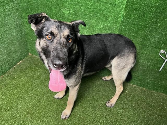 STEFAN, Adoptable, Adult Male German Shepherd Dog.