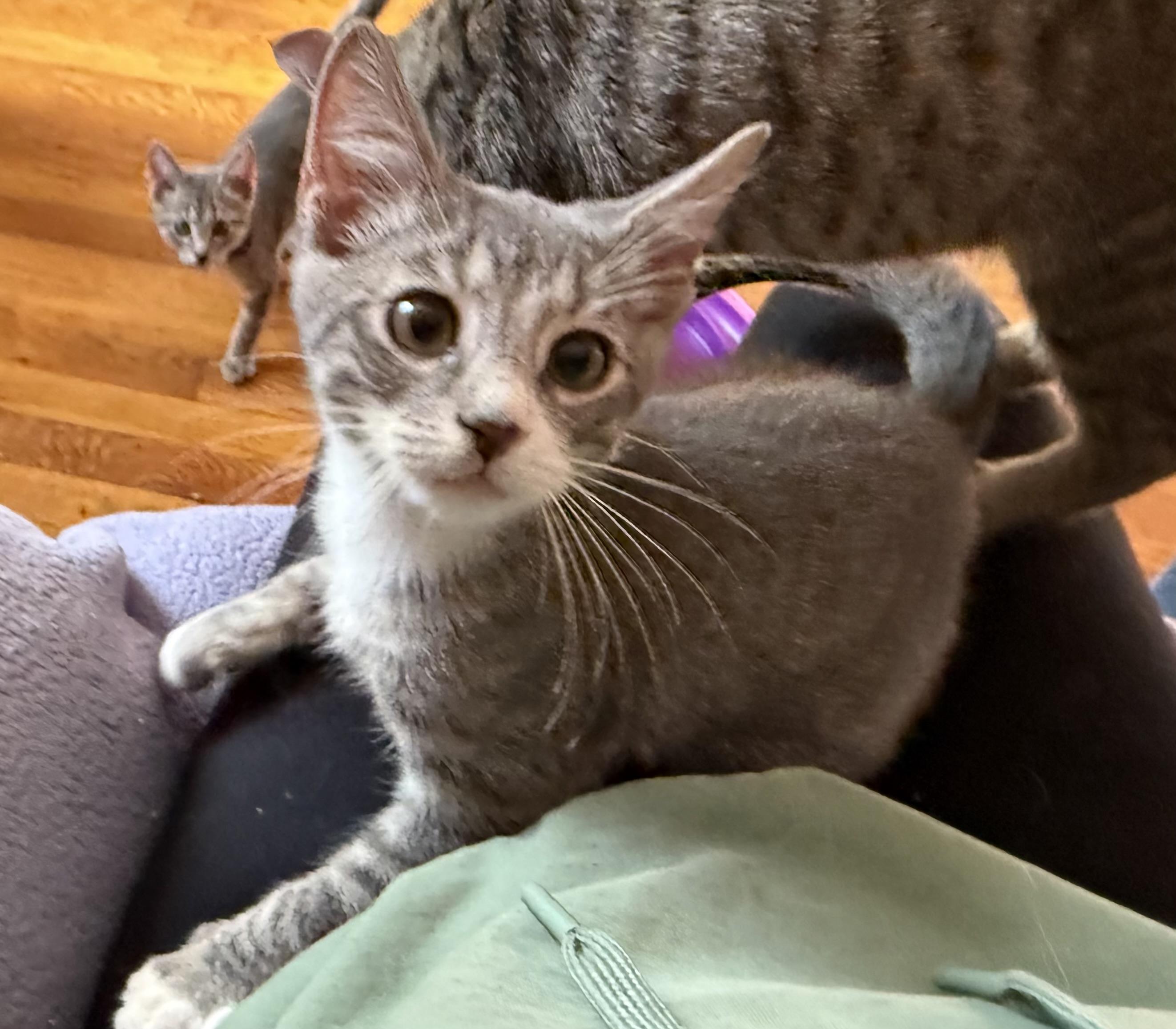 Enlarge Tony, a Adoptable Domestic Short Hair in Washington, DC image 1/2