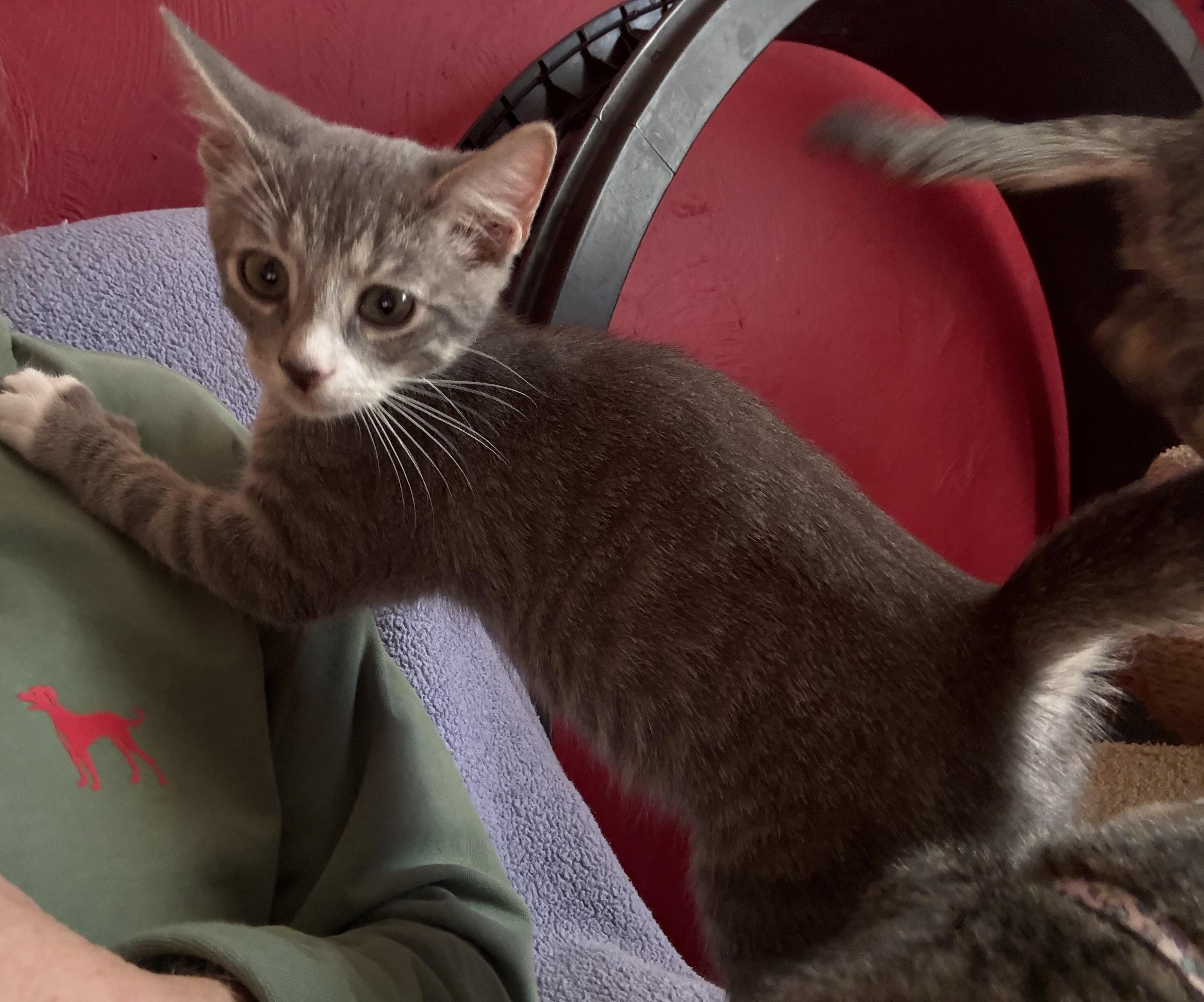 Enlarge Tony, a Adoptable Domestic Short Hair in Washington, DC image 2/2