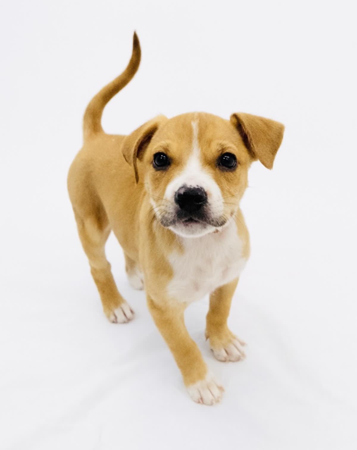 Daisy, ADOPTABLE, Puppy Female Feist.