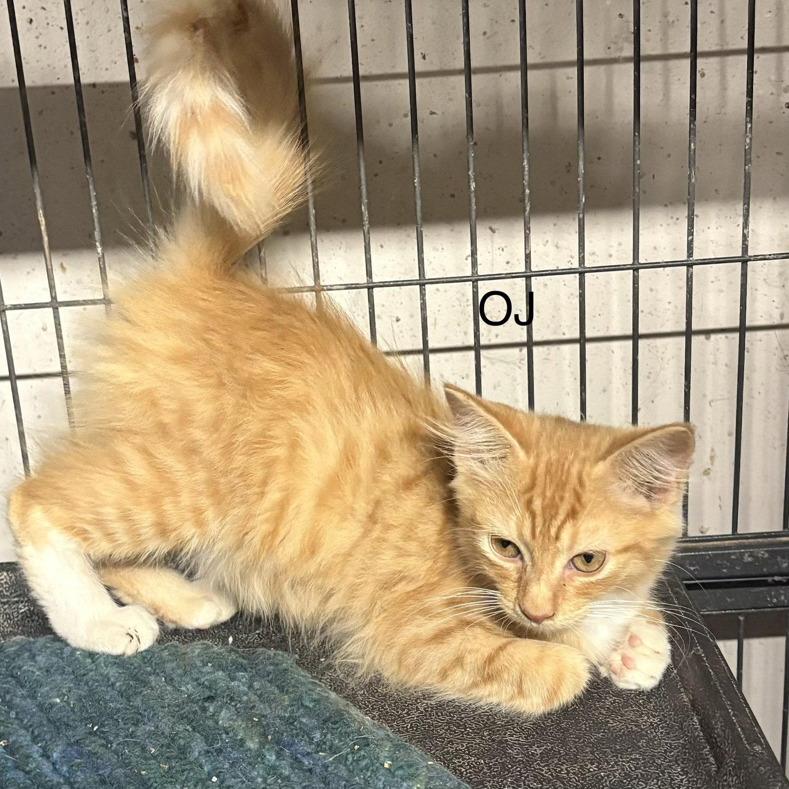 Enlarge OJ  ( th), a Adoptable Domestic Short Hair in White Bluff, TN image 1/1