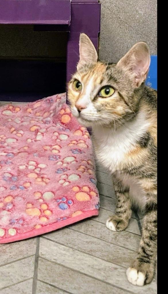 Nilla Bean 3
