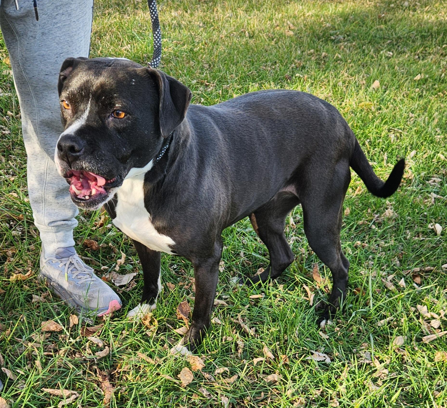Laila, Adoptable, Adult Female Boxer & Pit Bull Terrier.