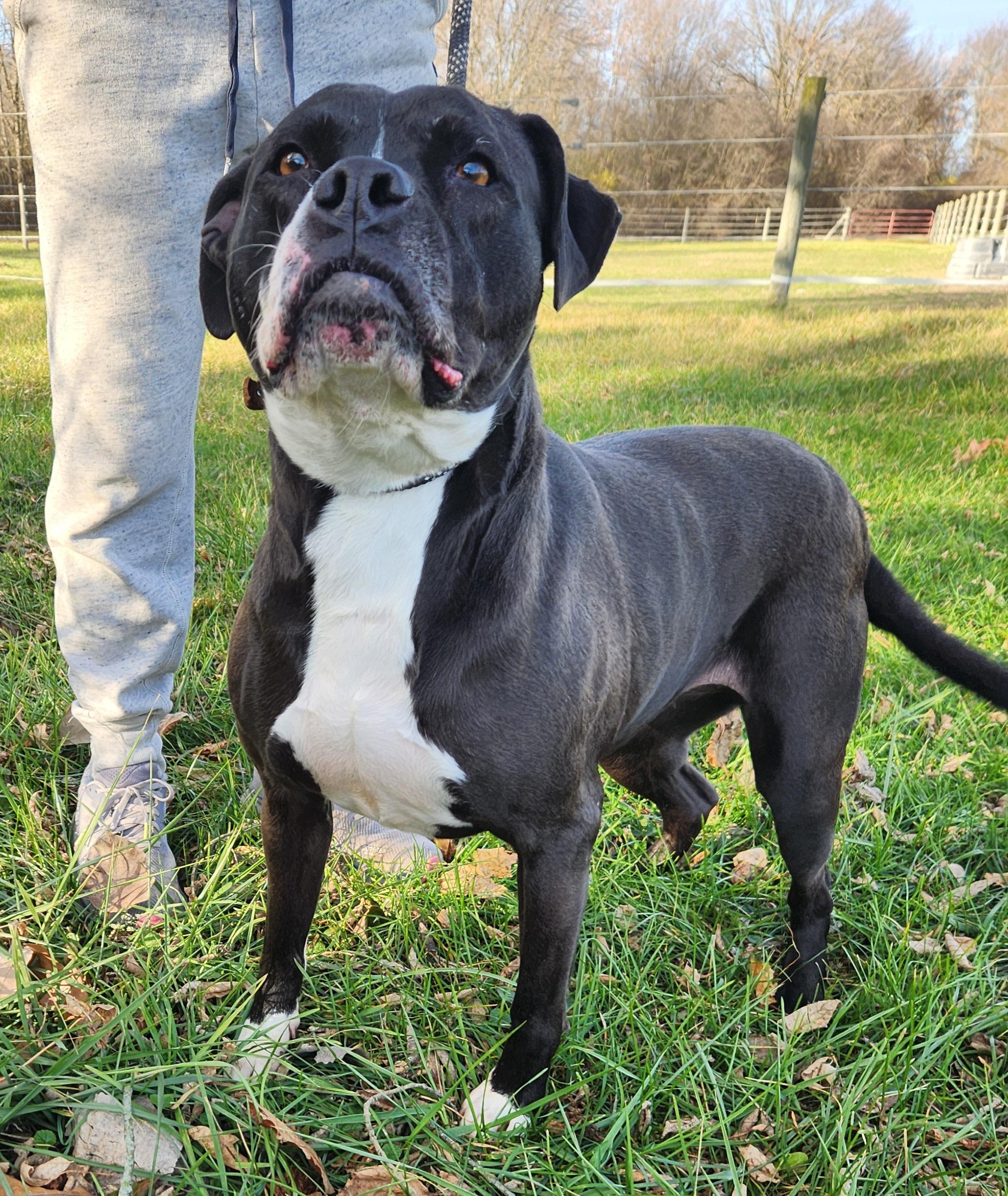 Laila, a Adoptable mixed breed in Liberty Center, OH image 2/6