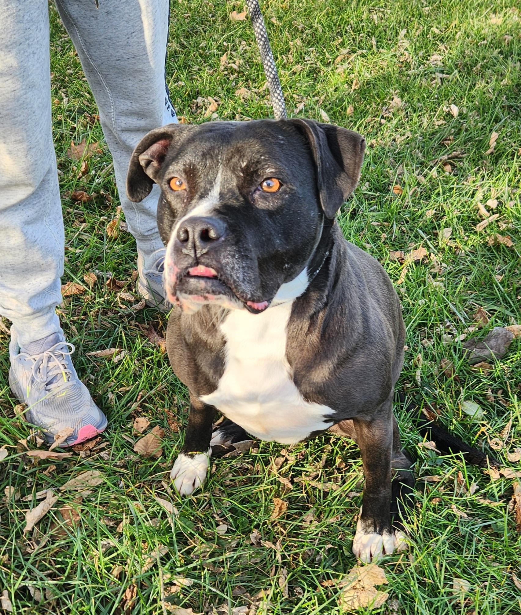 Laila, a Adoptable mixed breed in Liberty Center, OH image 3/6