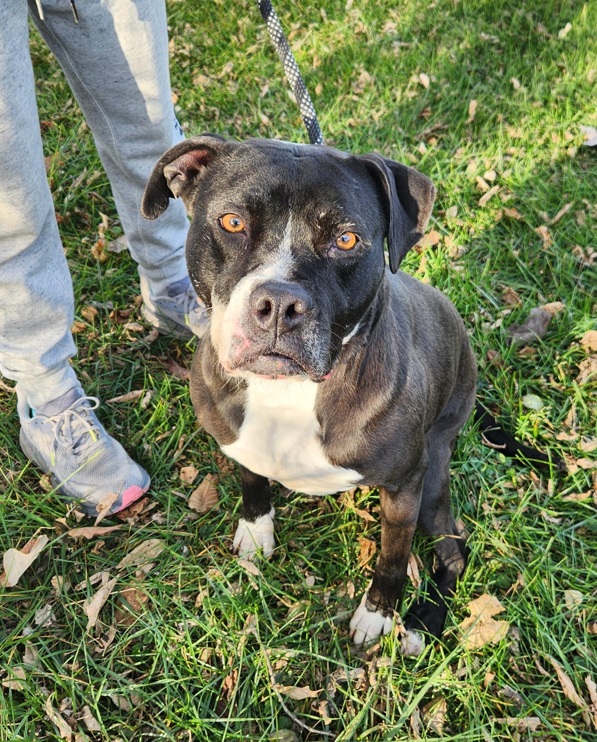 Laila, a Adoptable mixed breed in Liberty Center, OH image 4/6