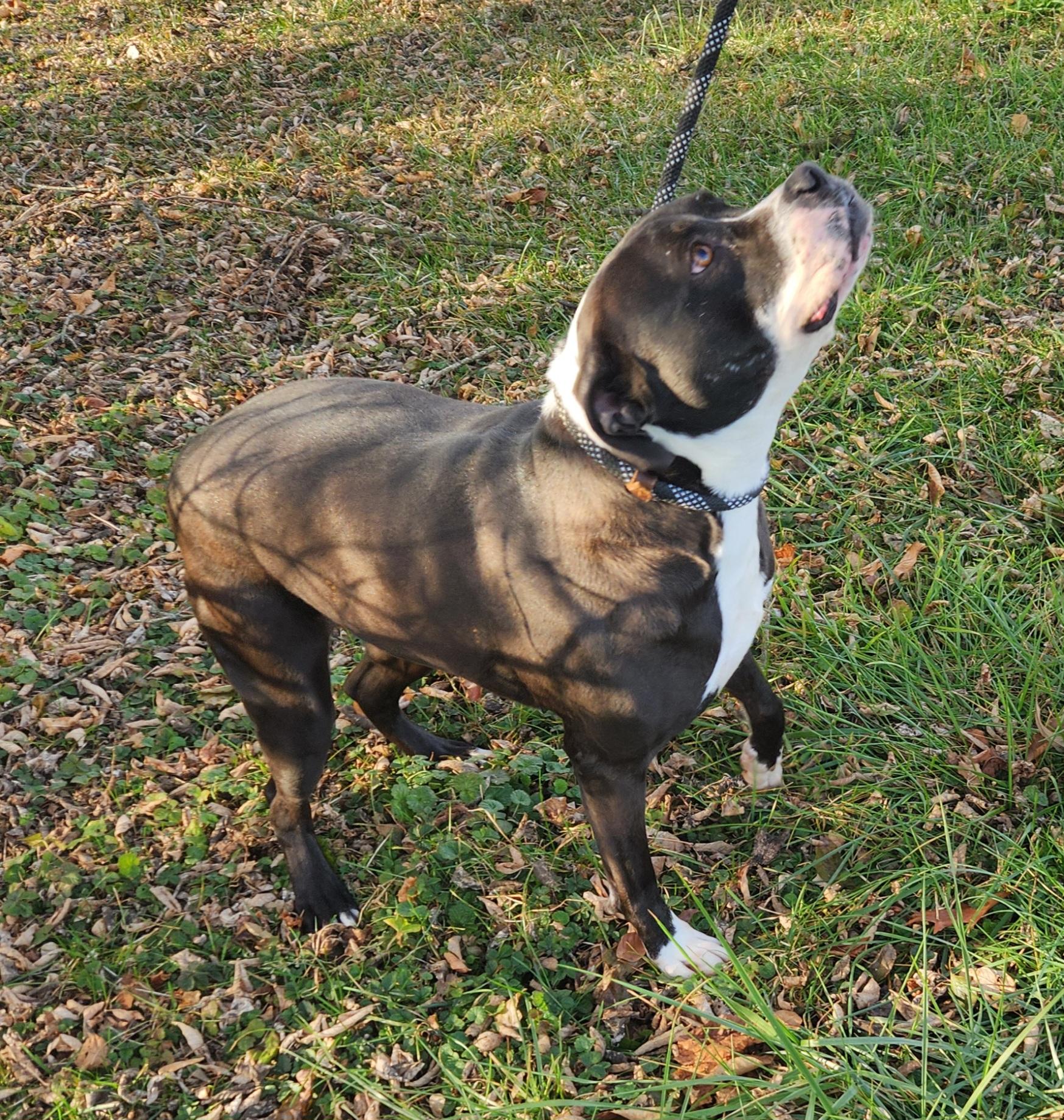 Laila, a Adoptable mixed breed in Liberty Center, OH image 5/6