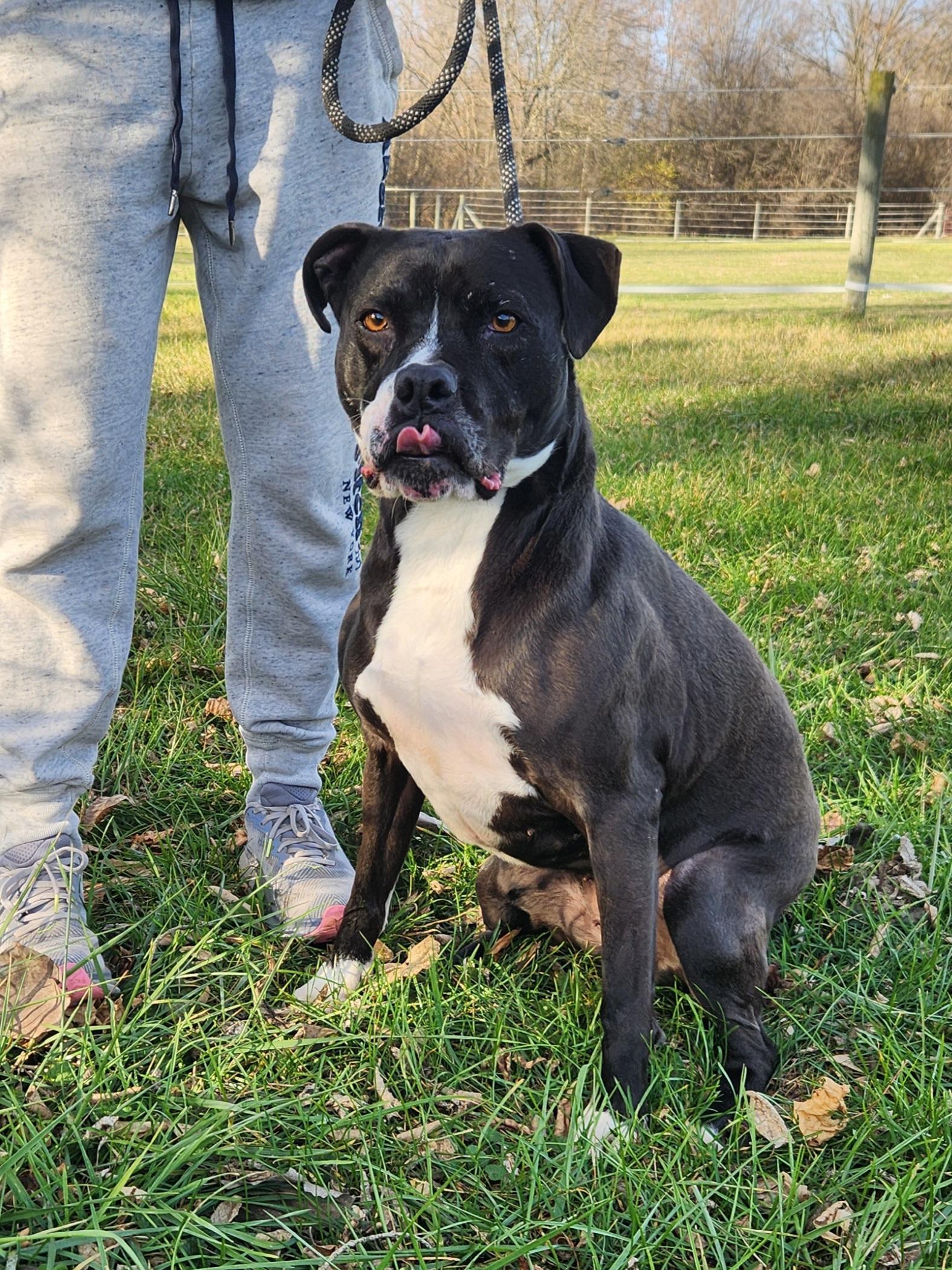 Laila, a Adoptable mixed breed in Liberty Center, OH image 6/6