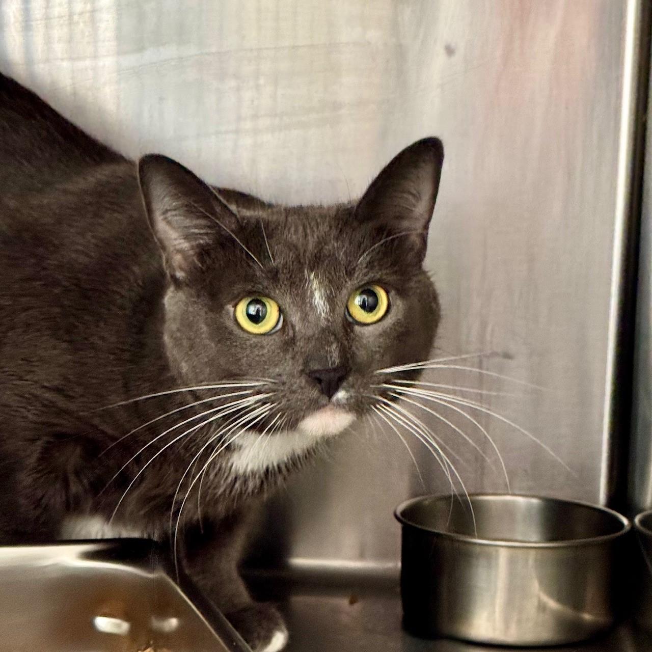 Gracie, Adult Female Domestic Medium Hair