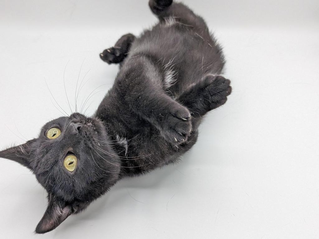 Walter, Adoptable, Kitten Male Domestic Short Hair.