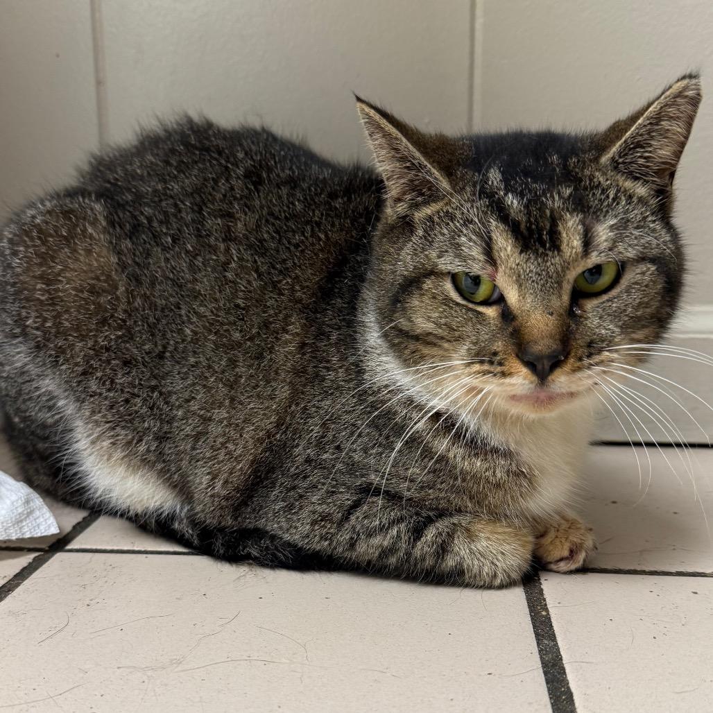 TUSC-Stray-83564 — thumbnail 2