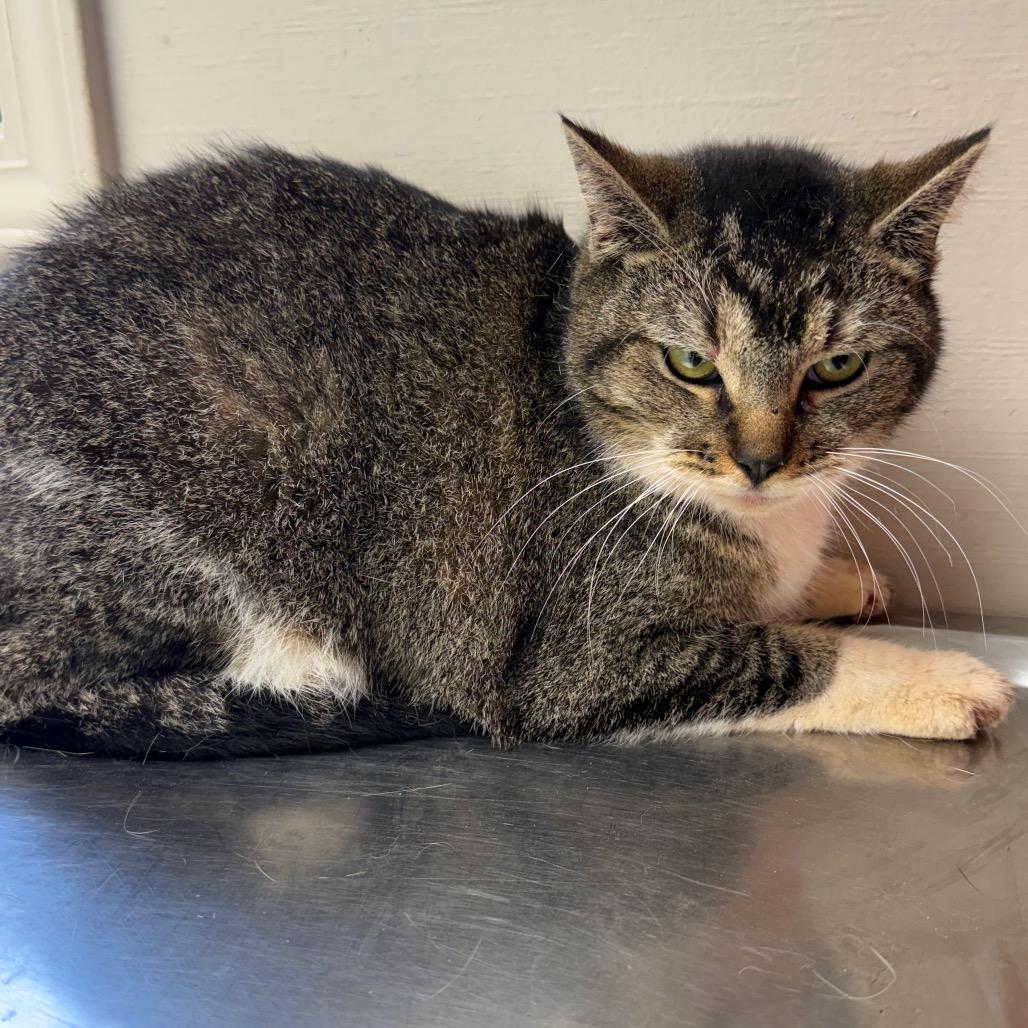 TUSC-Stray-83564 — thumbnail 3