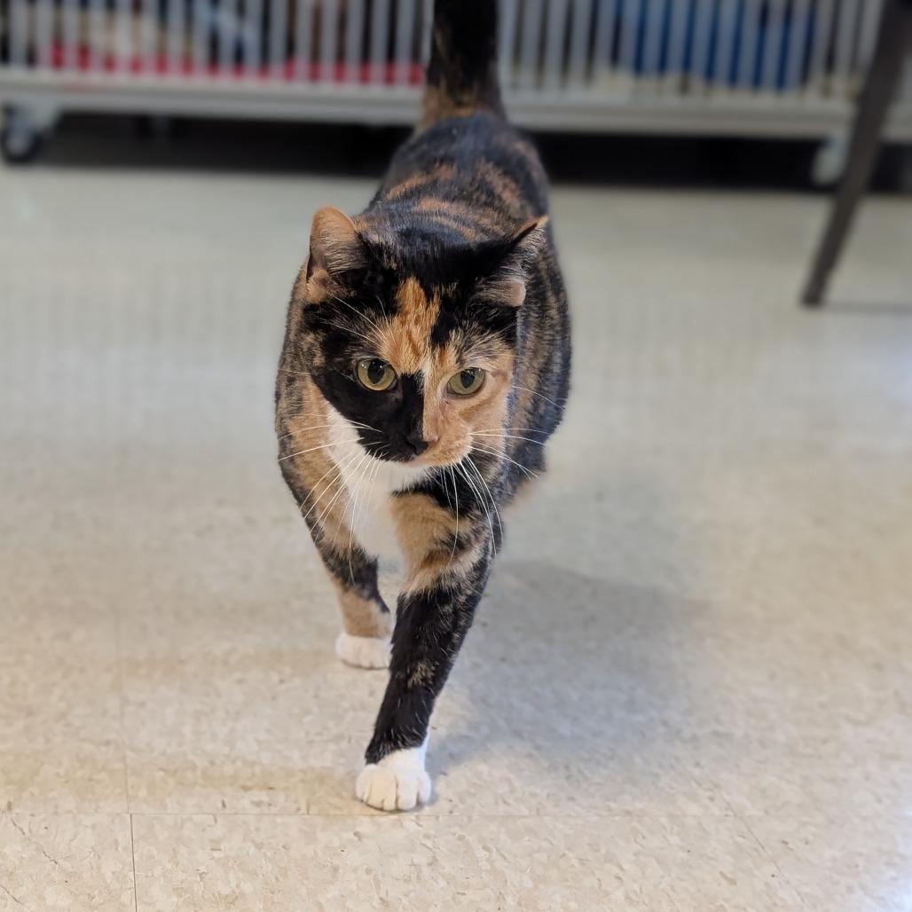 Daisy, Adoptable, Adult Female Domestic Short Hair.