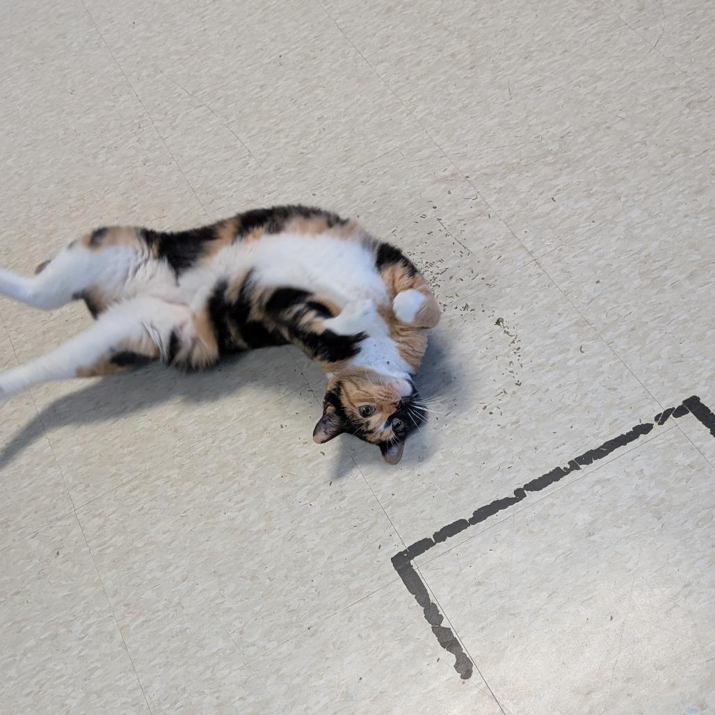 Enlarge Daisy, a Adoptable Domestic Short Hair in Milford, IA image 1/4