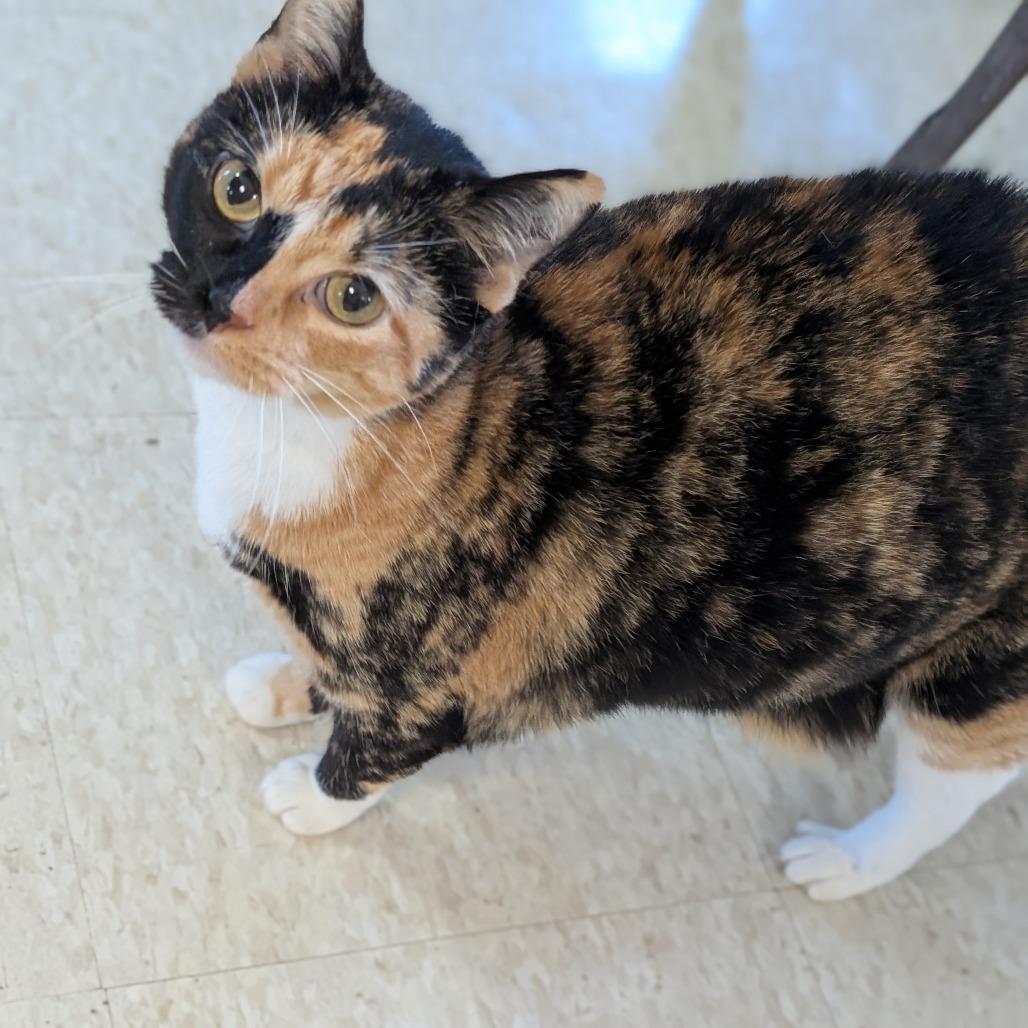 Enlarge Daisy, a Adoptable Domestic Short Hair in Milford, IA image 4/4