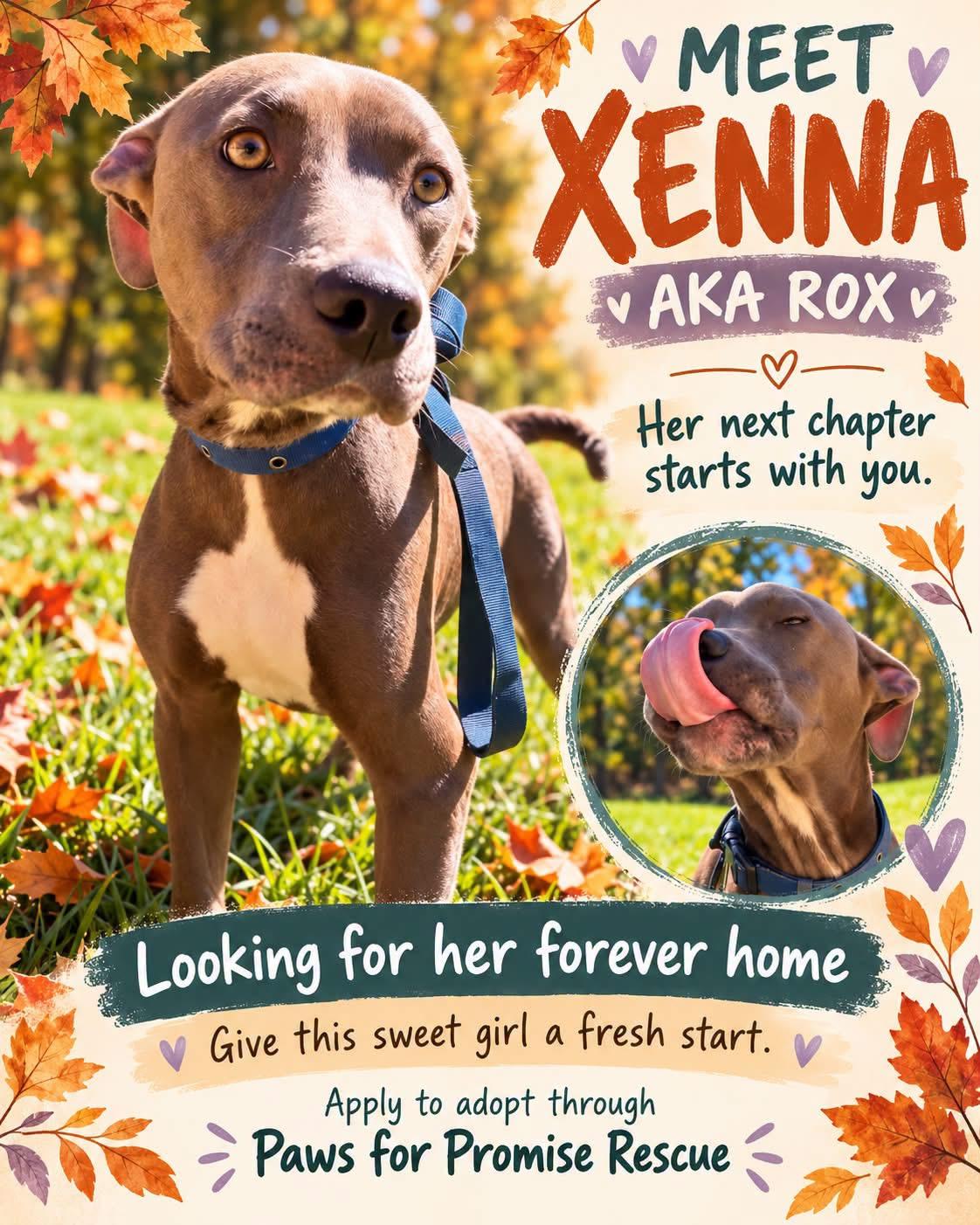 Xenna, Adoptable, Young Female Pit Bull Terrier.