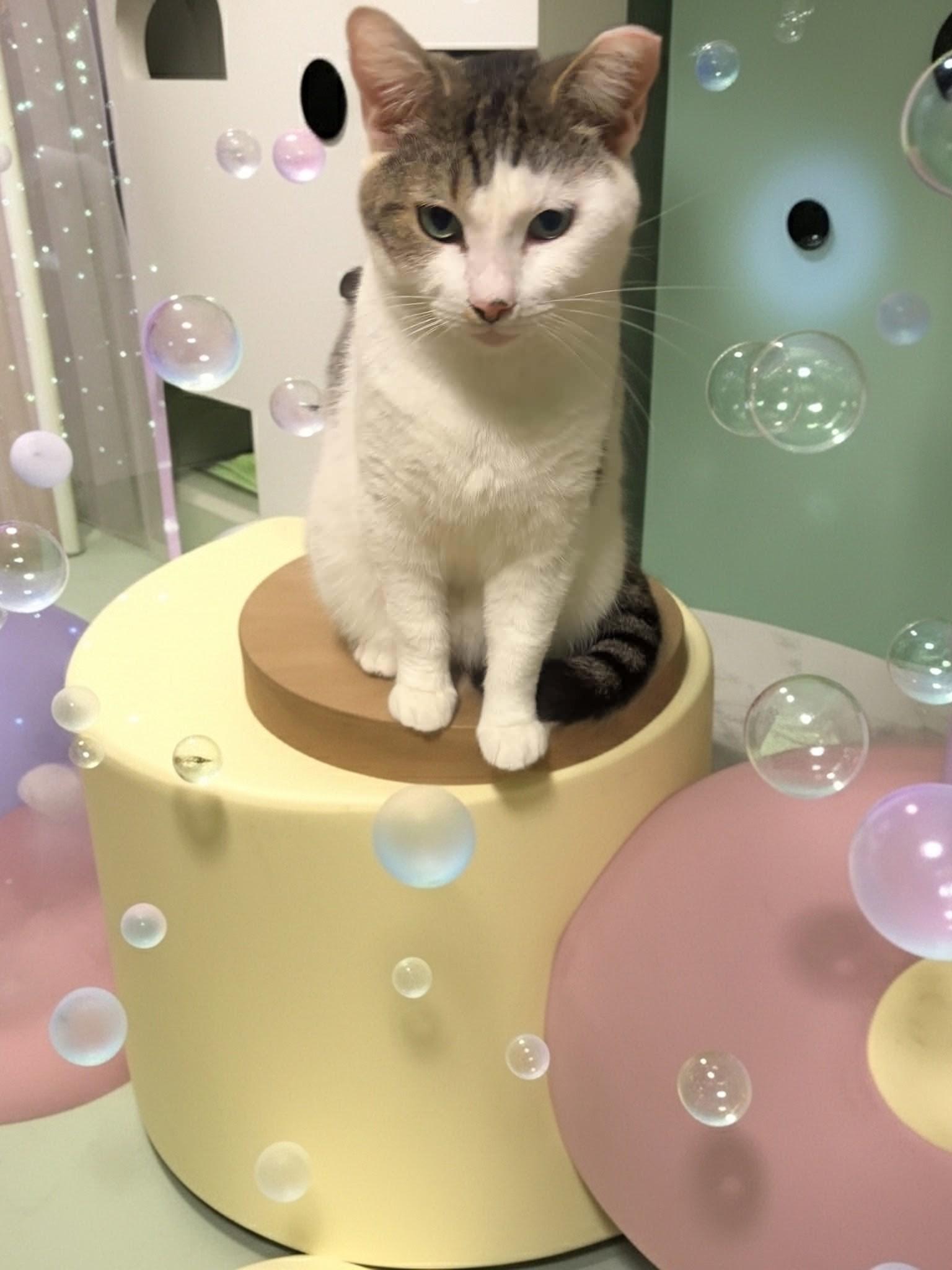 Max, Adoptable, Adult Male Domestic Short Hair.