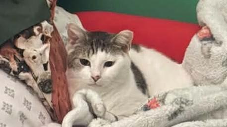 Max, a Adoptable Domestic Short Hair in Boston, MA image 2/6