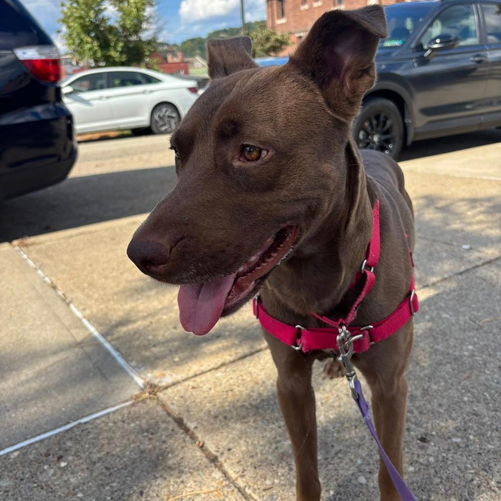 Mulligan, Adoptable, Adult Male Mixed Breed.