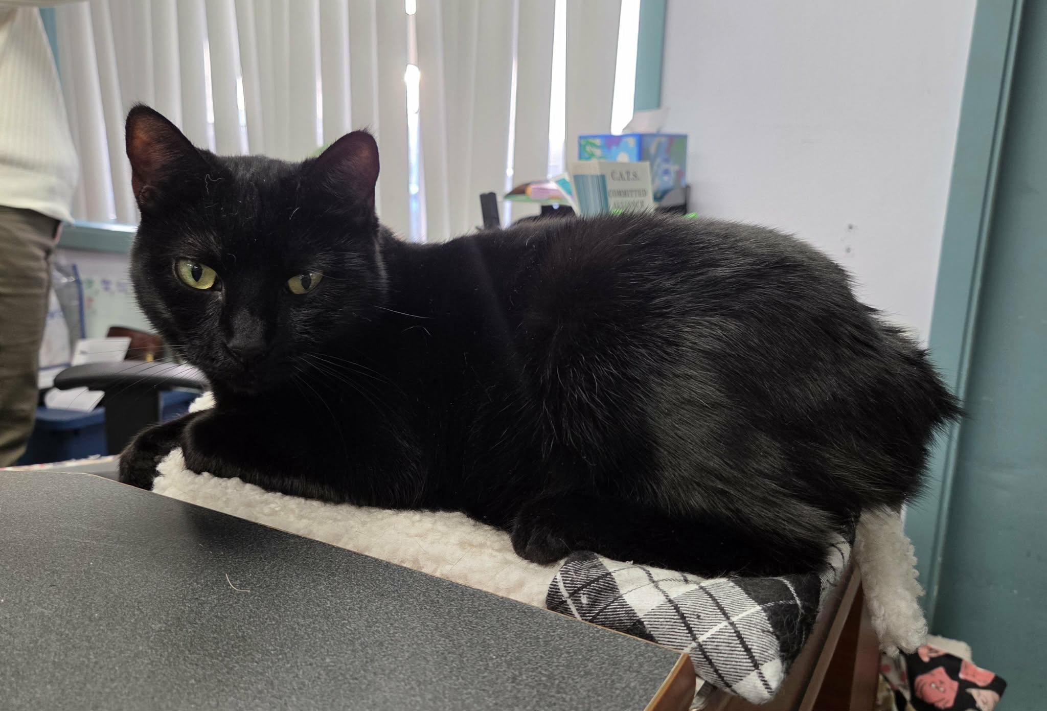 Enlarge Jellybean, a Adoptable Domestic Short Hair in Medford, OR image 2/2