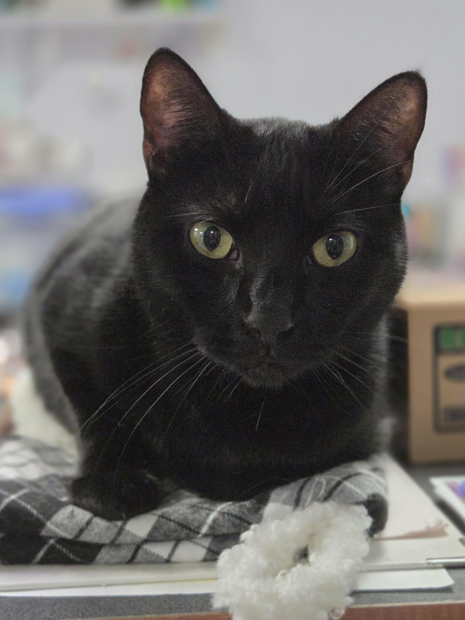 Enlarge Jellybean, a Adoptable Domestic Short Hair in Medford, OR image 1/2