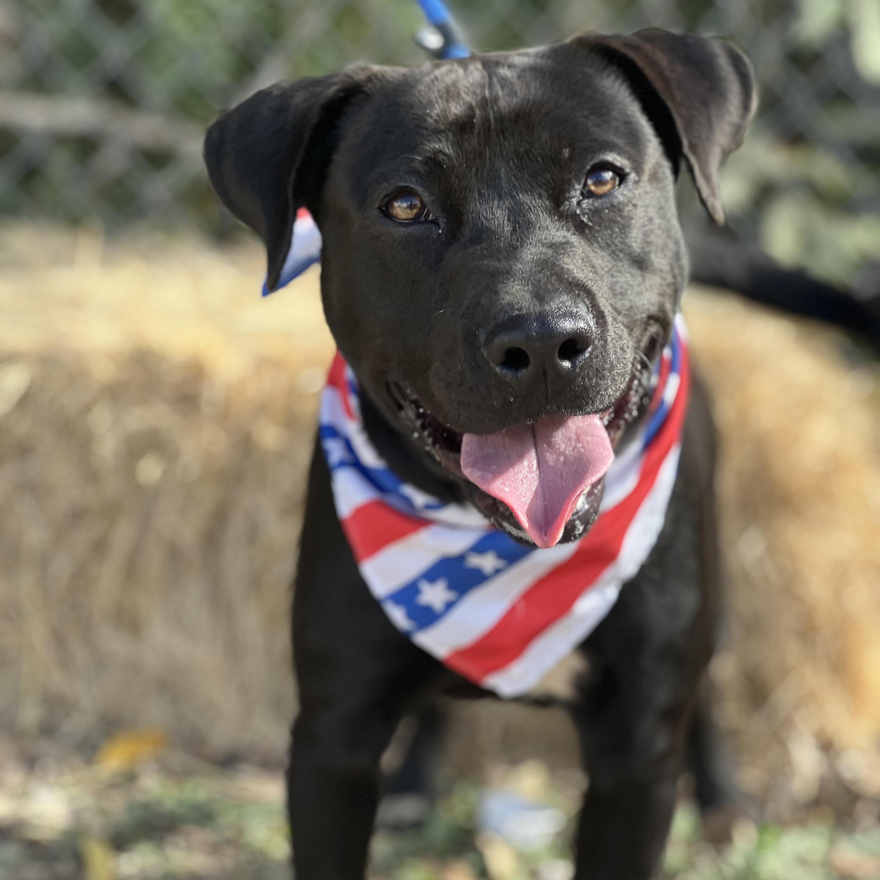 Dante, a Adoptable mixed breed in Madisonville, TX image 3/6