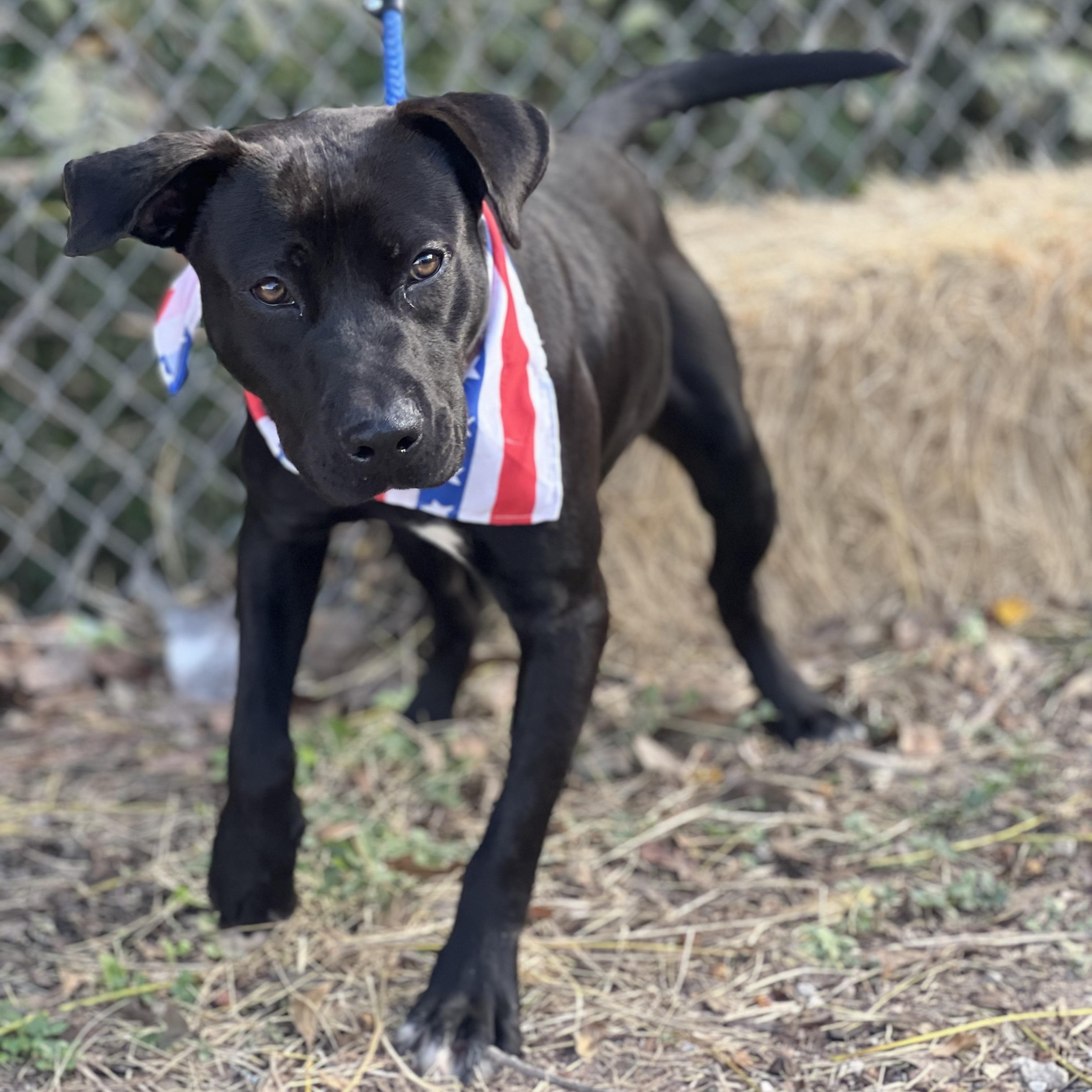 Dante, a Adoptable mixed breed in Madisonville, TX image 5/6