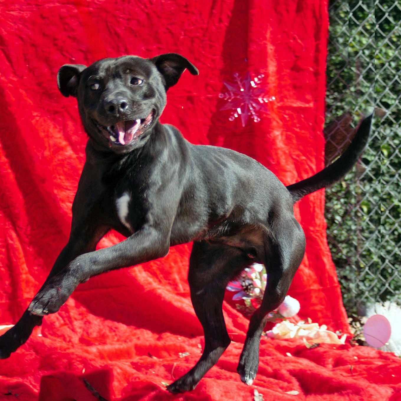 Dante, a Adoptable mixed breed in Madisonville, TX image 1/6