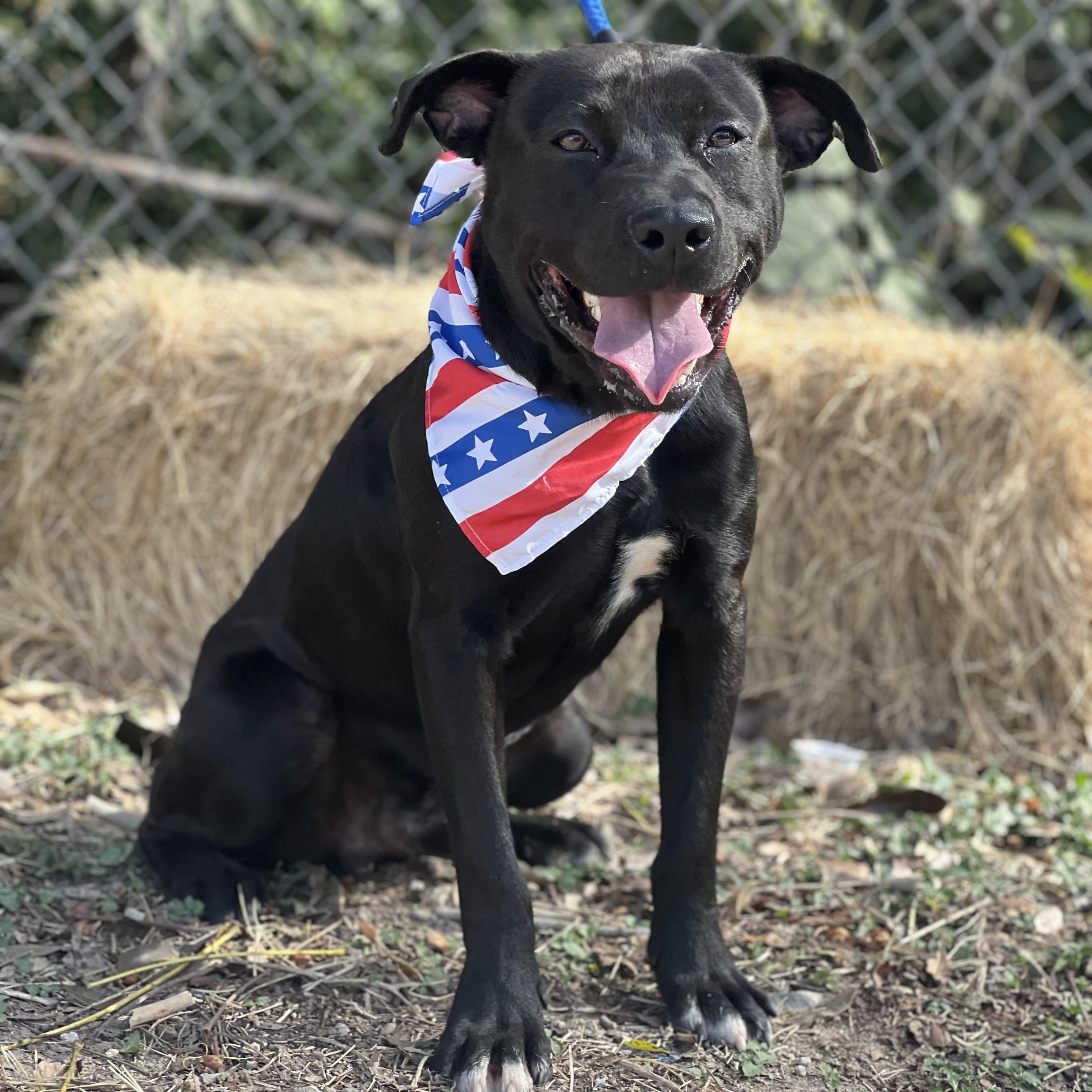 Dante, a Adoptable mixed breed in Madisonville, TX image 4/6