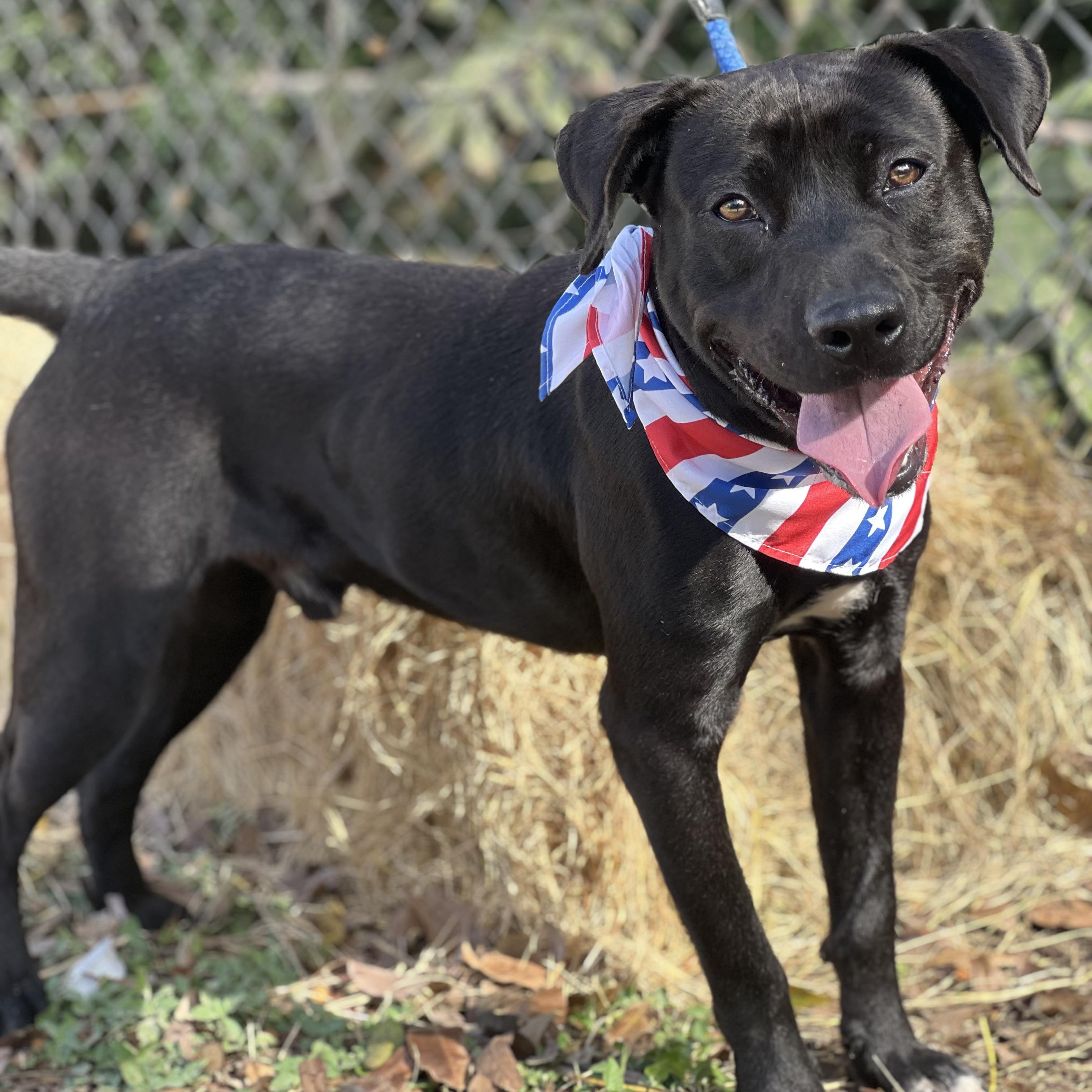 Dante, a Adoptable mixed breed in Madisonville, TX image 6/6