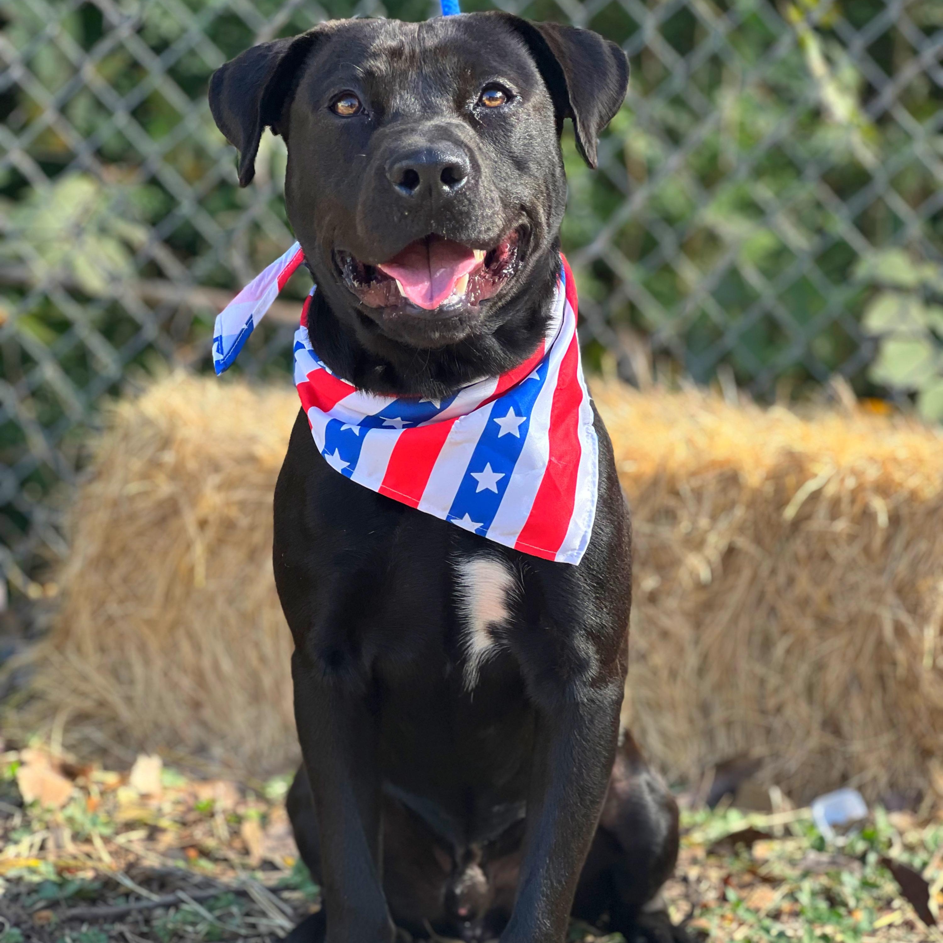 Dante, Adoptable, Young Male Pit Bull Terrier & Labrador Retriever.