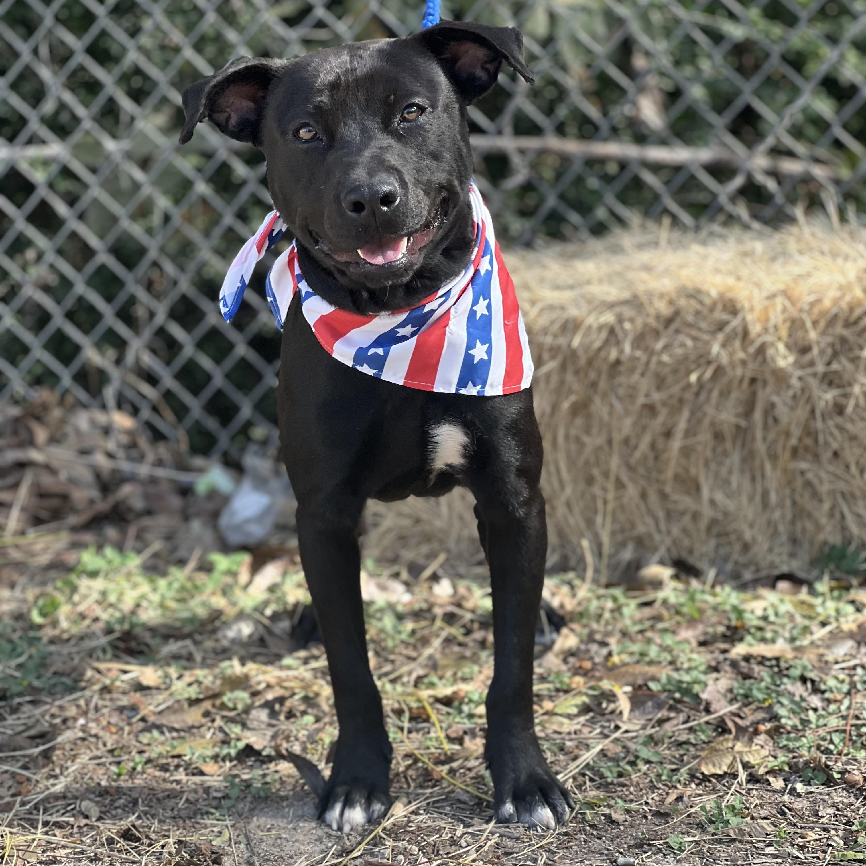 Dante, a Adoptable mixed breed in Madisonville, TX image 2/6