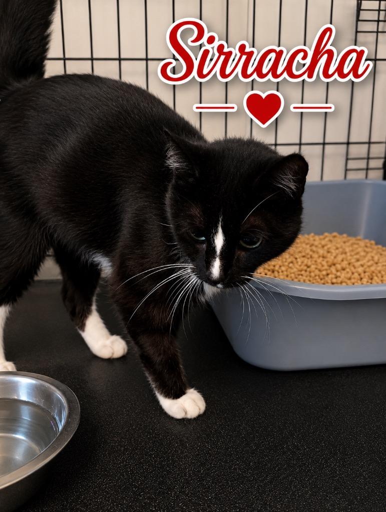 Enlarge Sirracha, a Adoptable mixed breed in Dalton, GA image 1/1